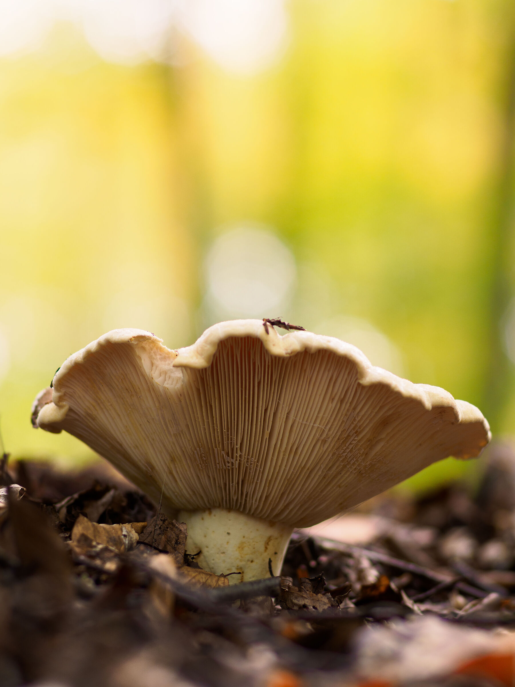 Stagione Funghi 2023