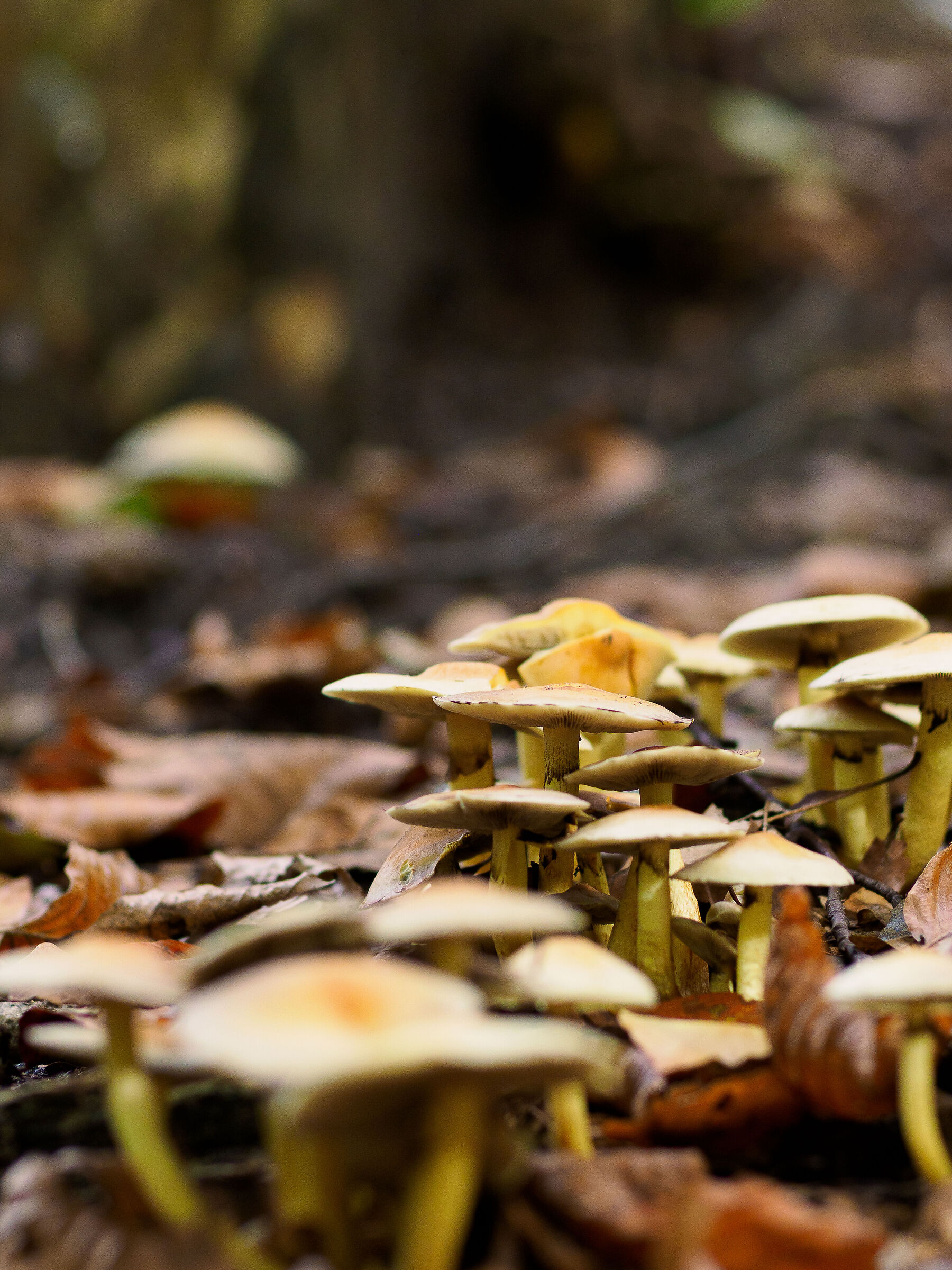 Stagione Funghi 2023