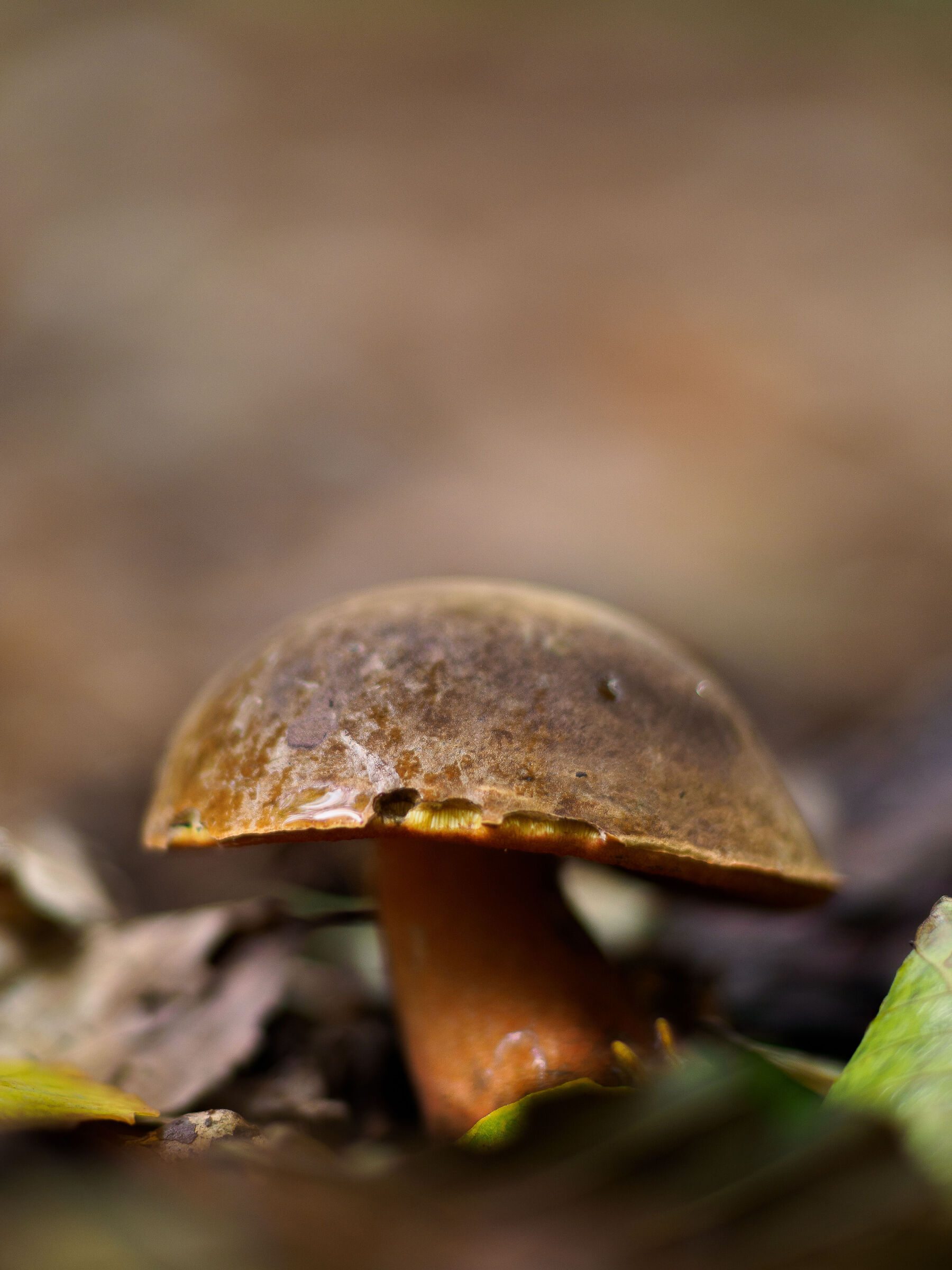 Stagione Funghi 2023