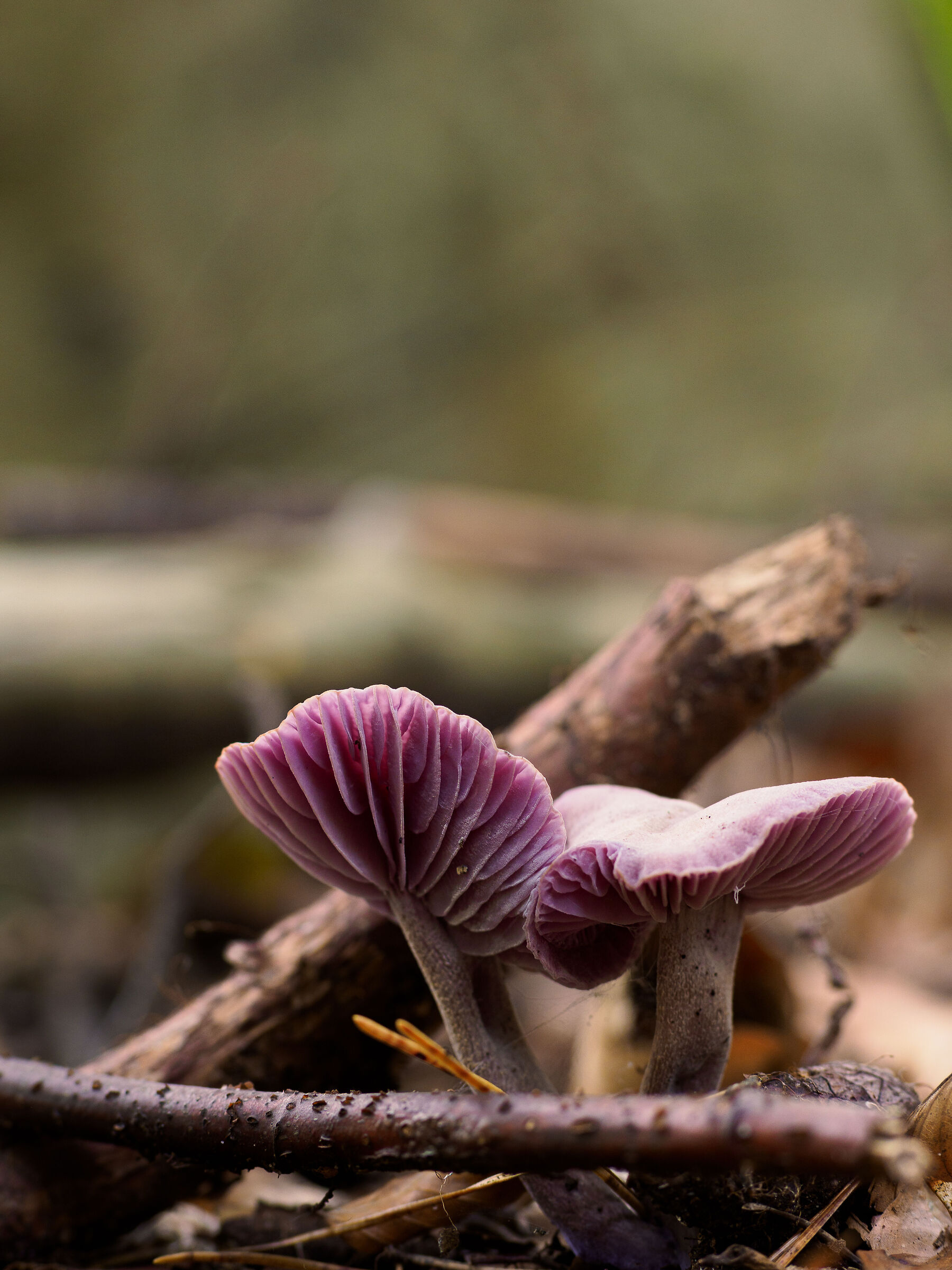 Stagione Funghi 2023