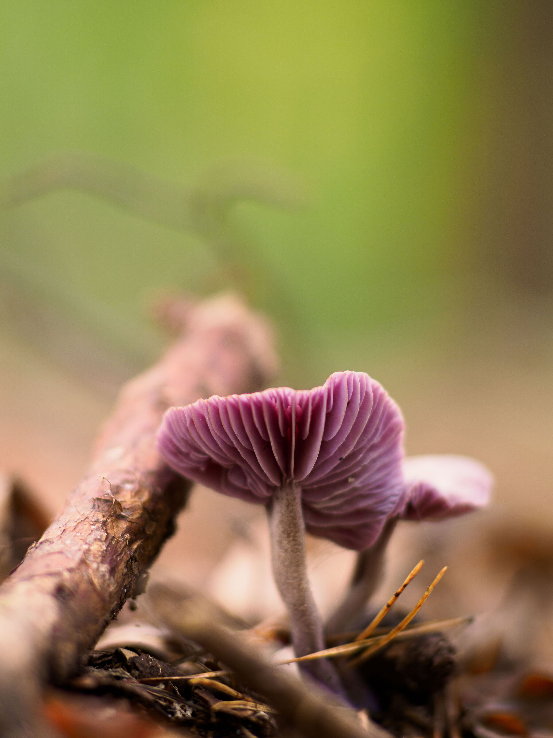 Stagione Funghi 2023