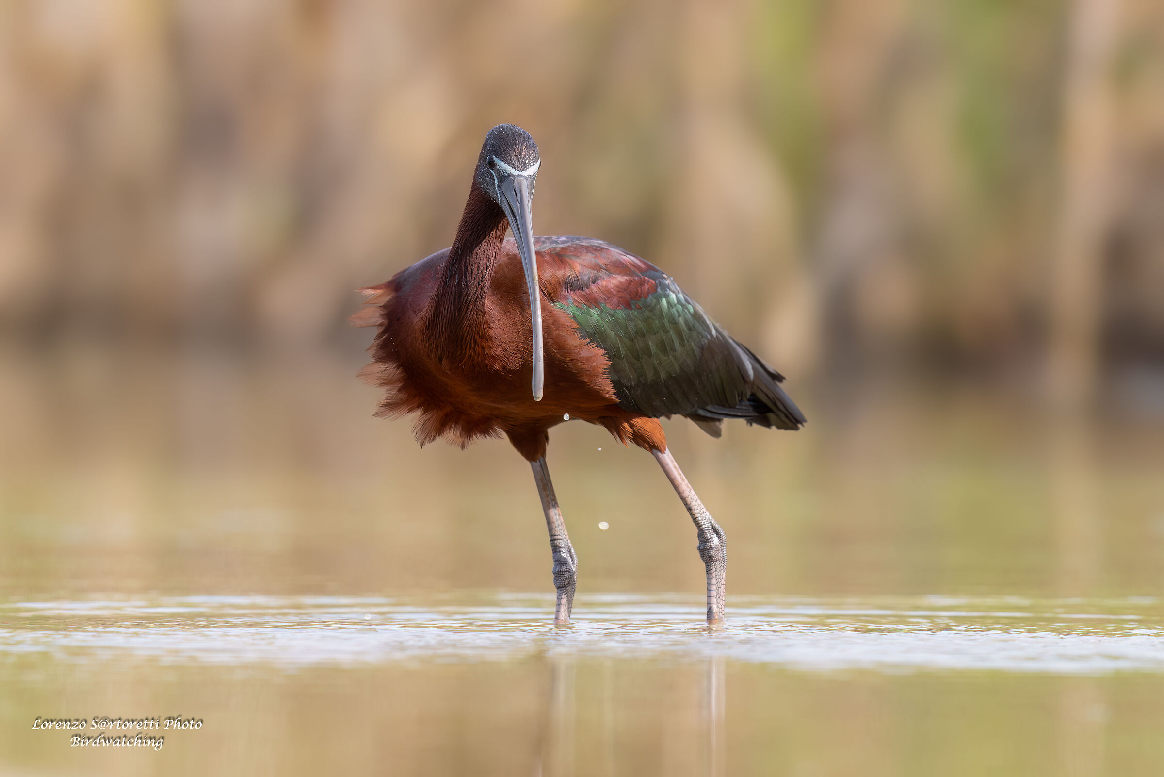 Glossy ibis
