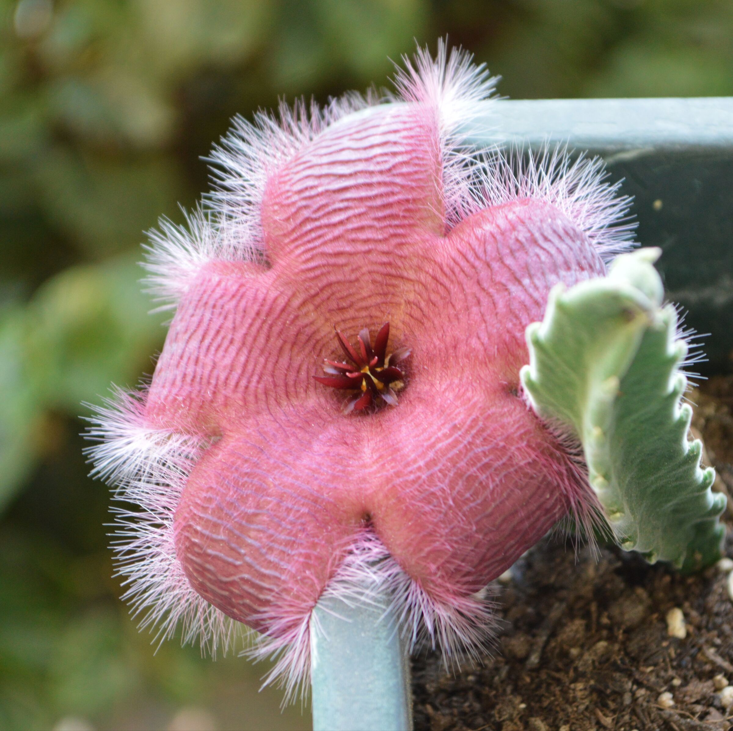 Il fiore di velluto