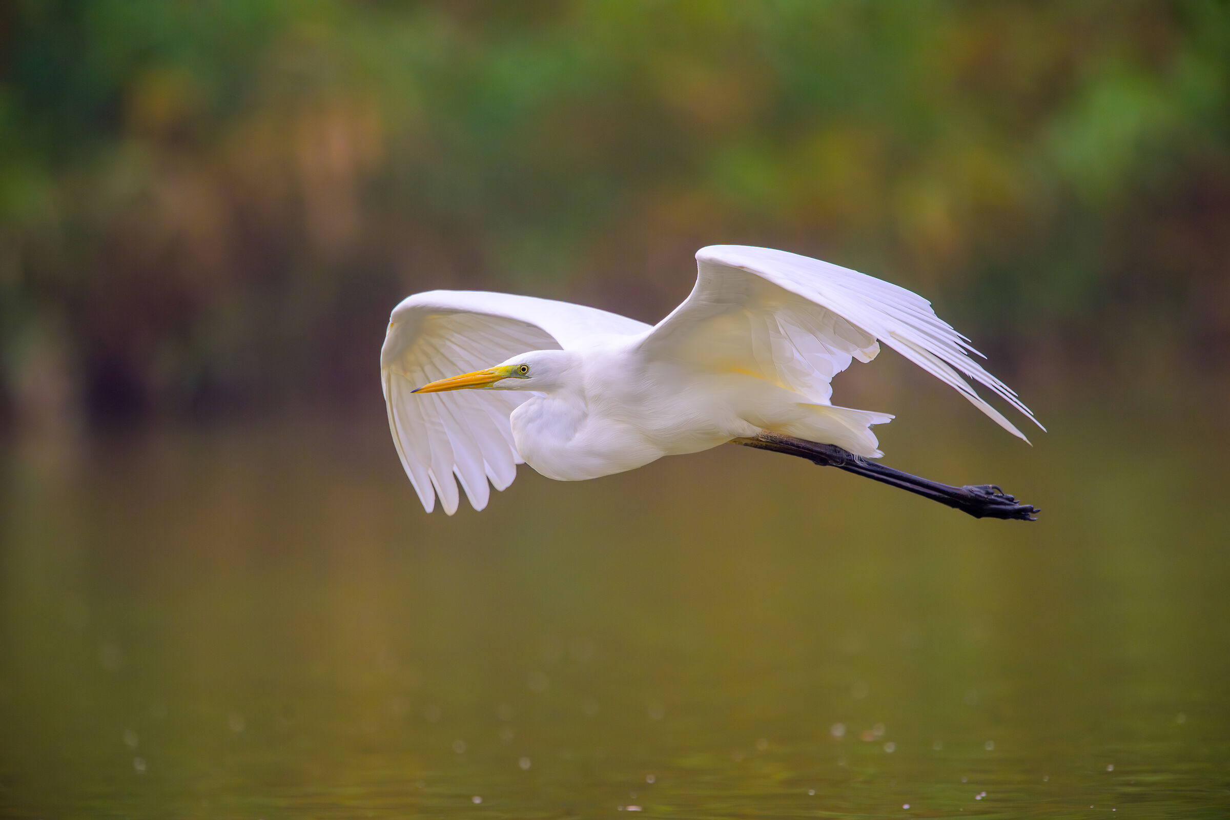 White Heron
