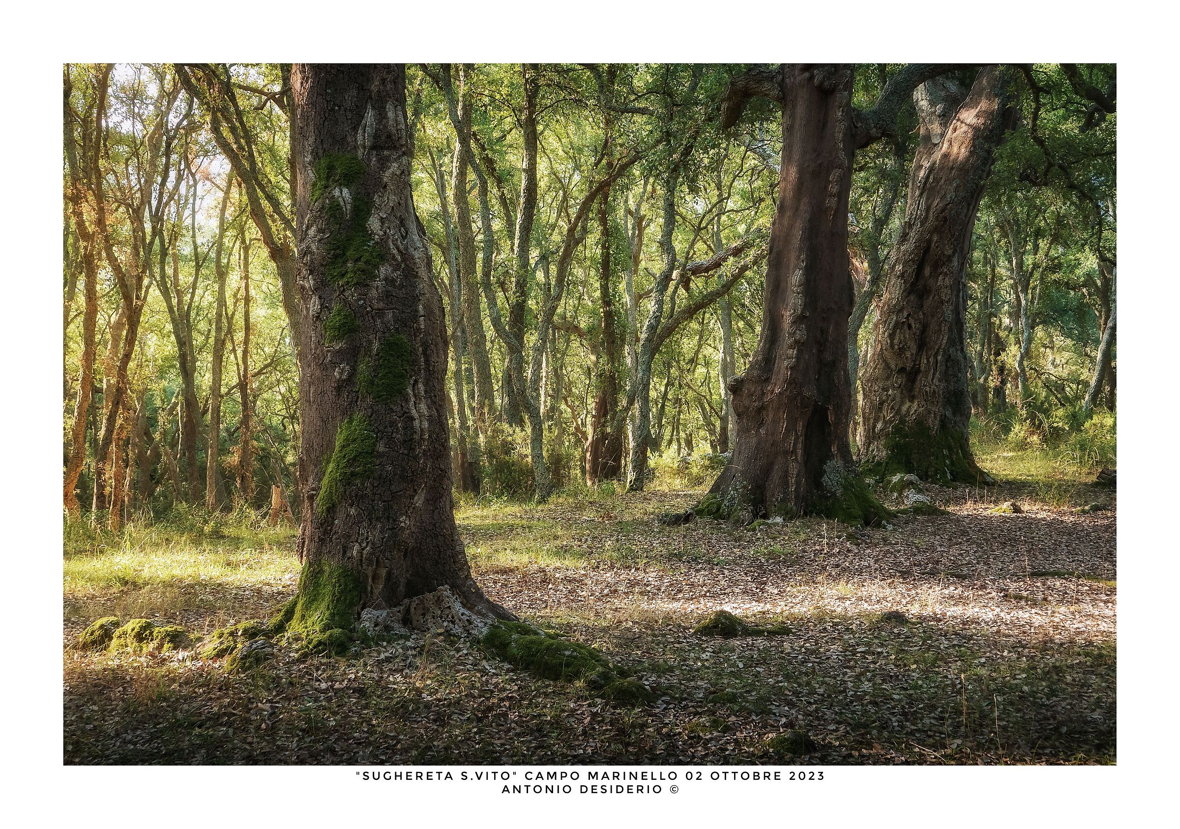 A morning among the corks...