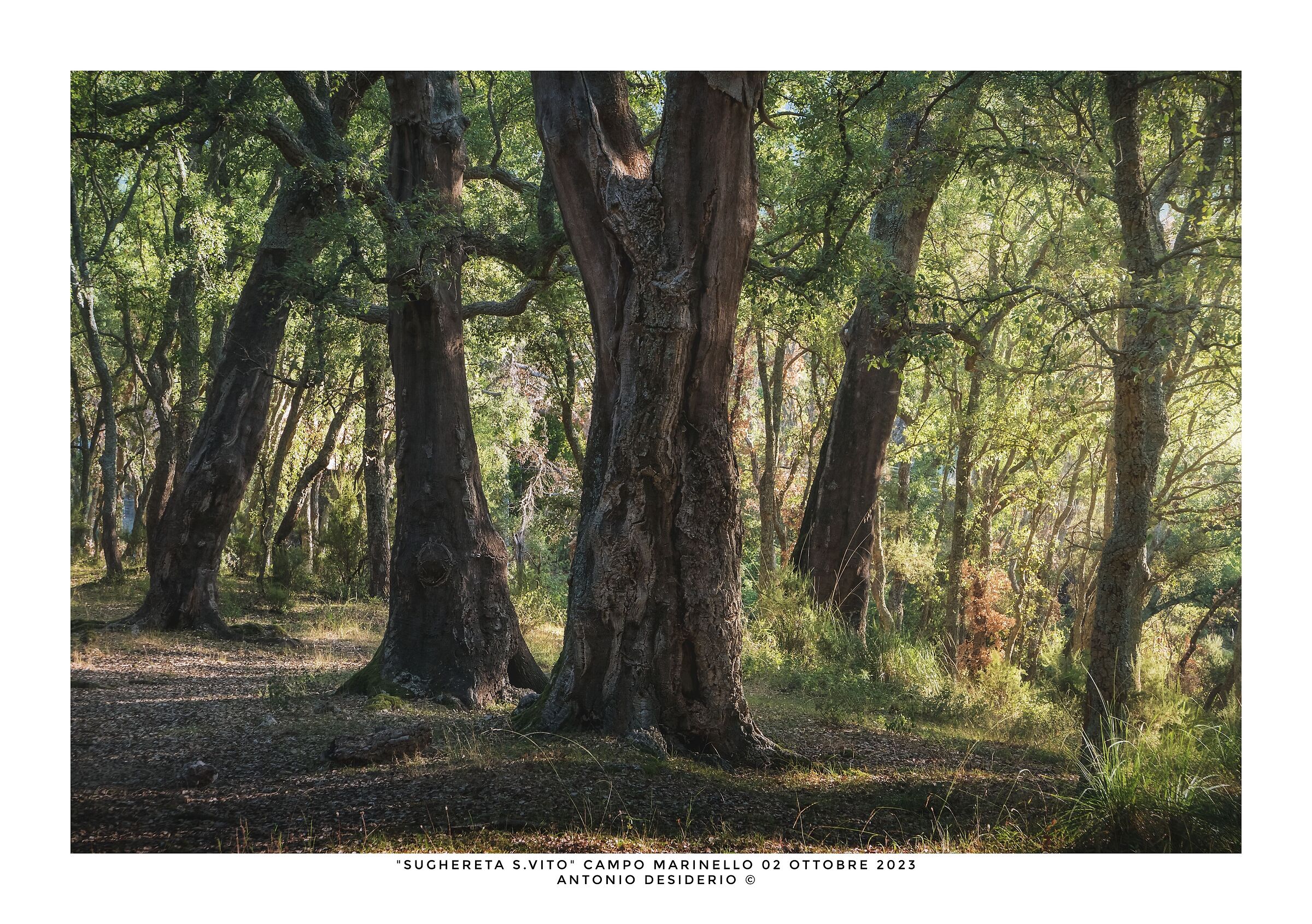 A morning among the corks...
