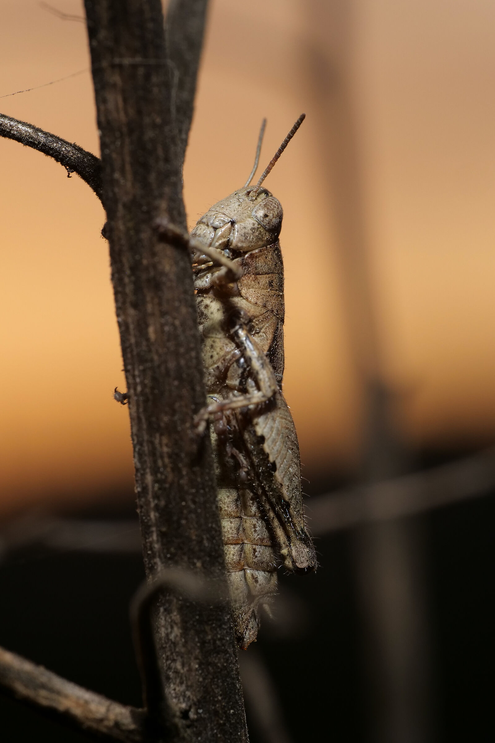 The Locust