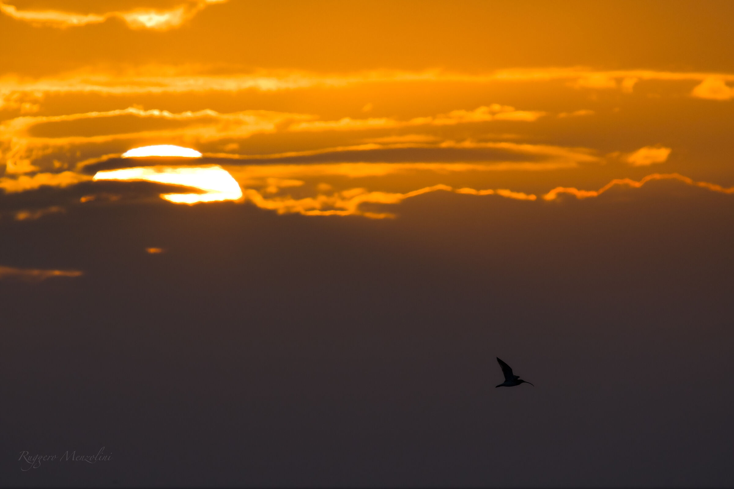 Curlew and sunrise