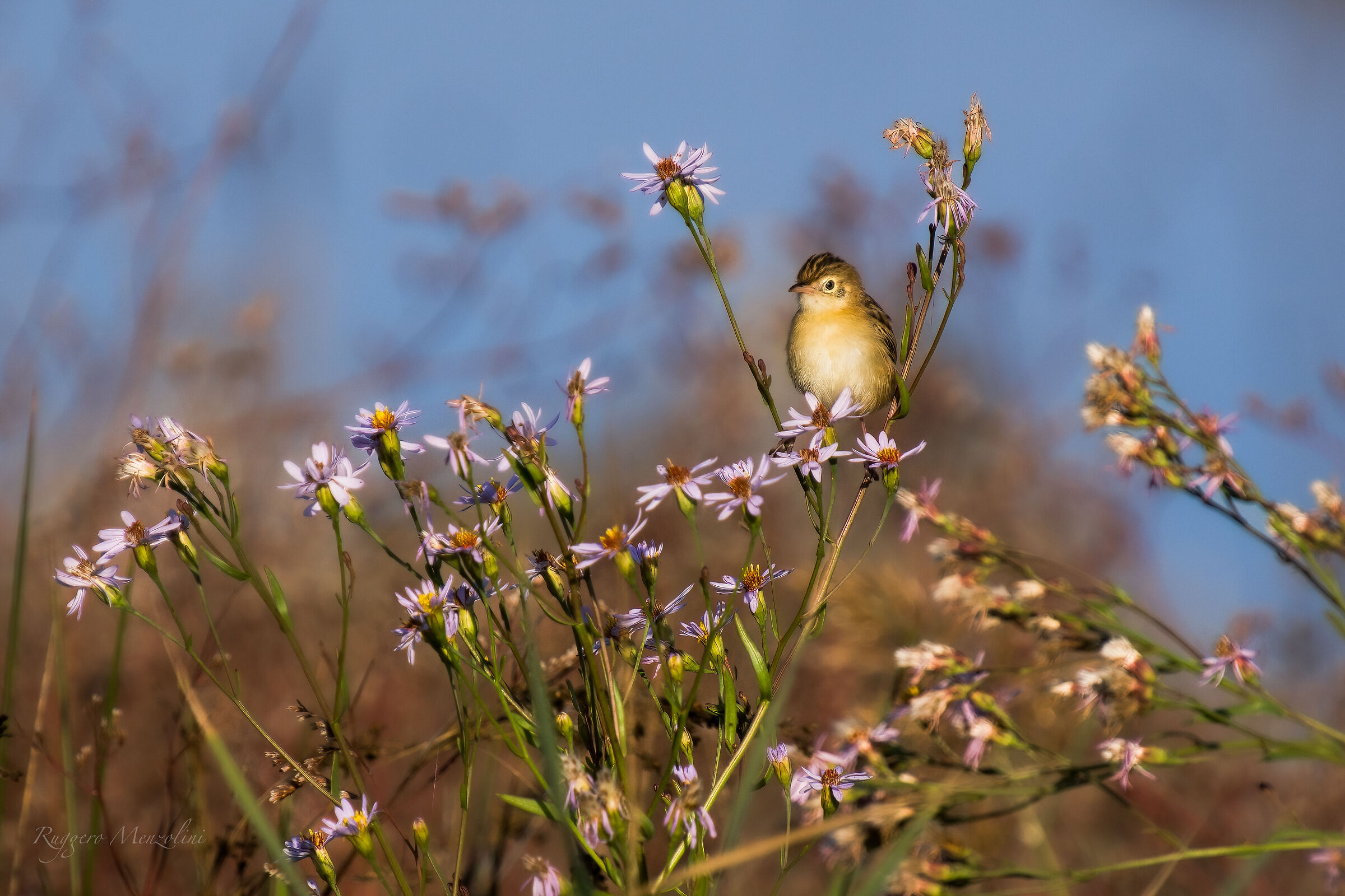 Beccamoschino sui fiori