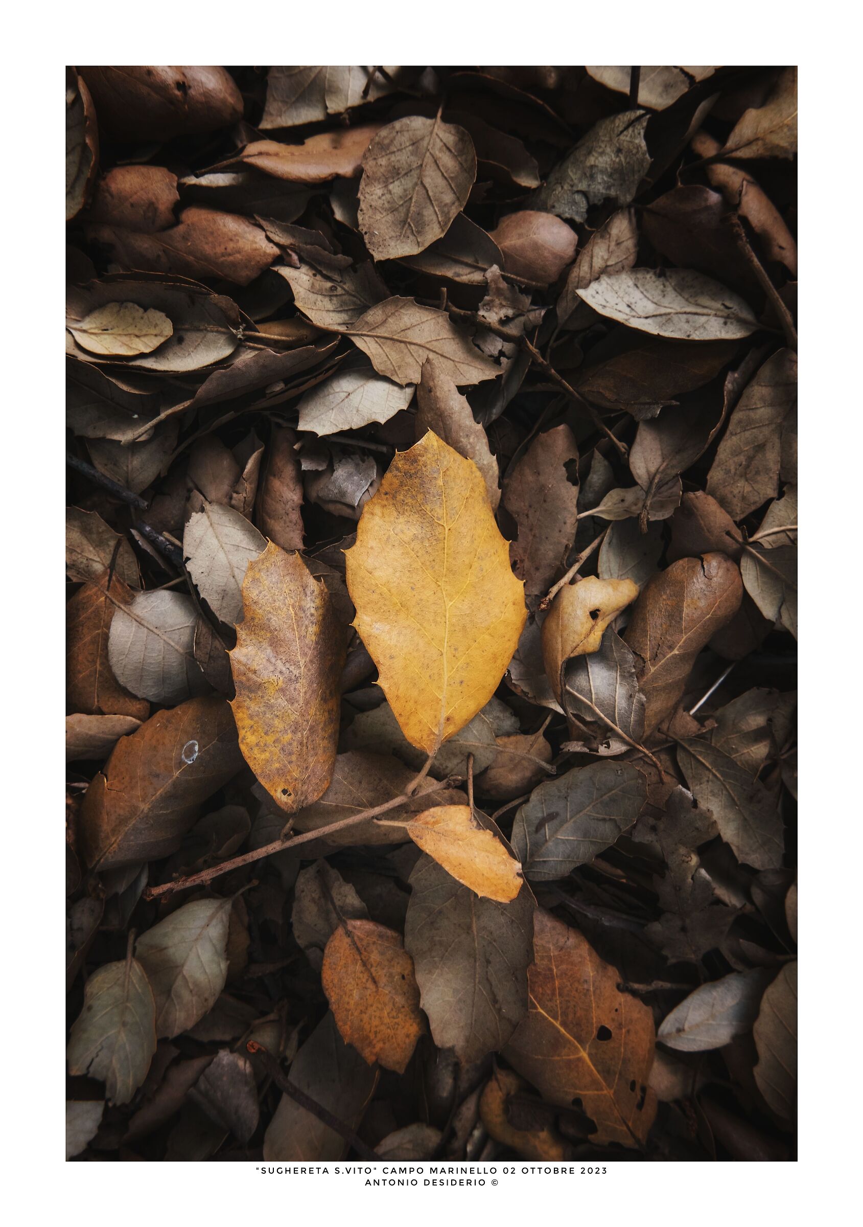 Finalmente autunno....