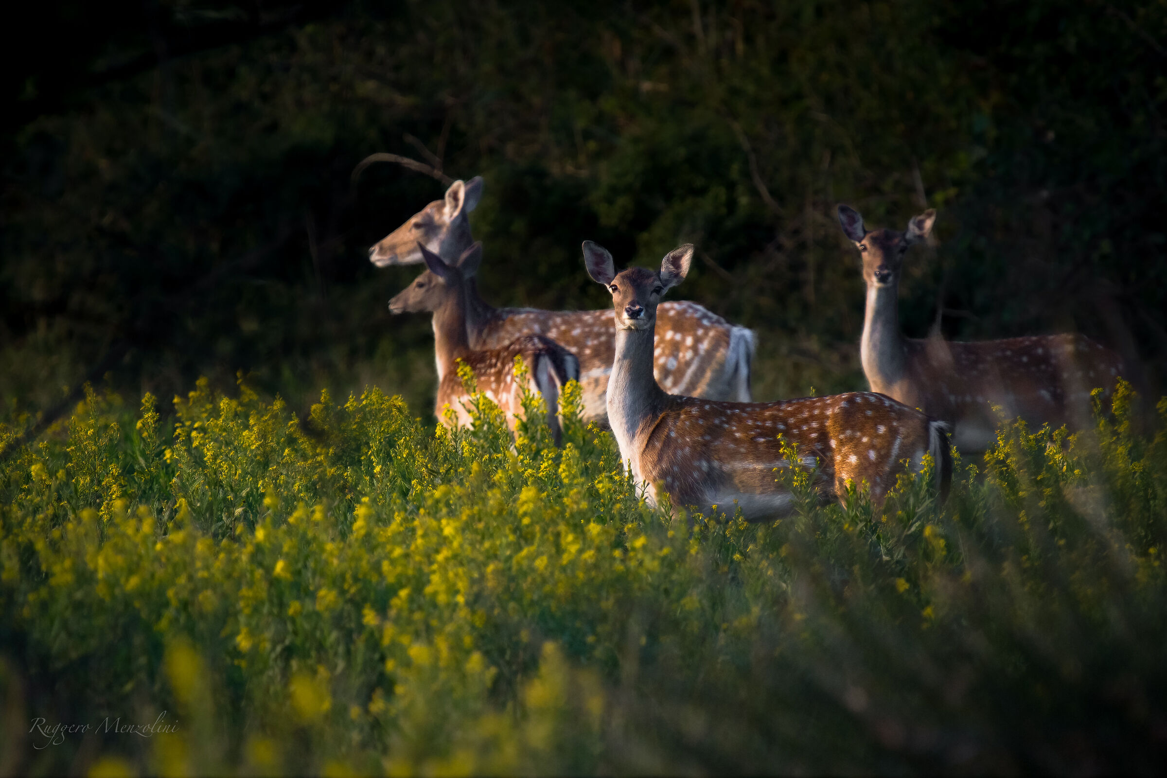 Fallow deer