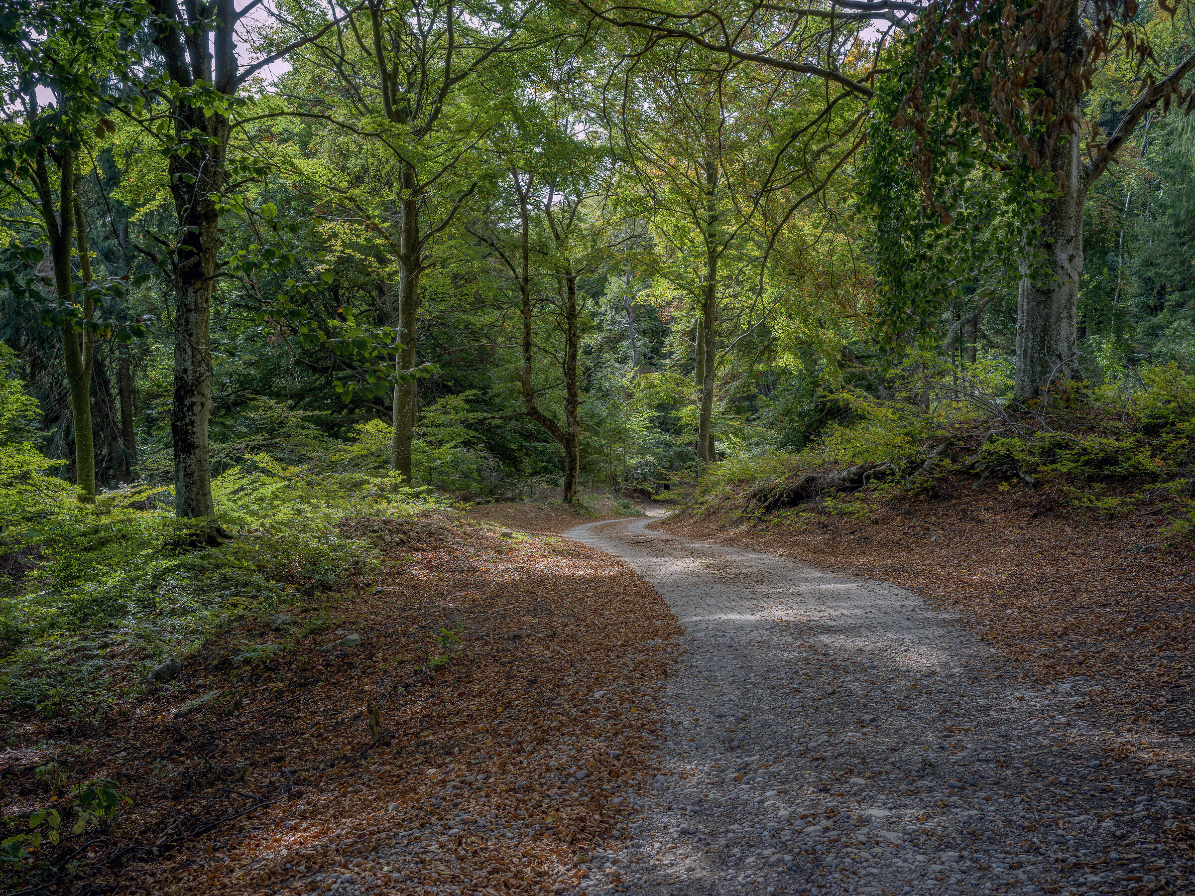 Come, there's a road in the woods...