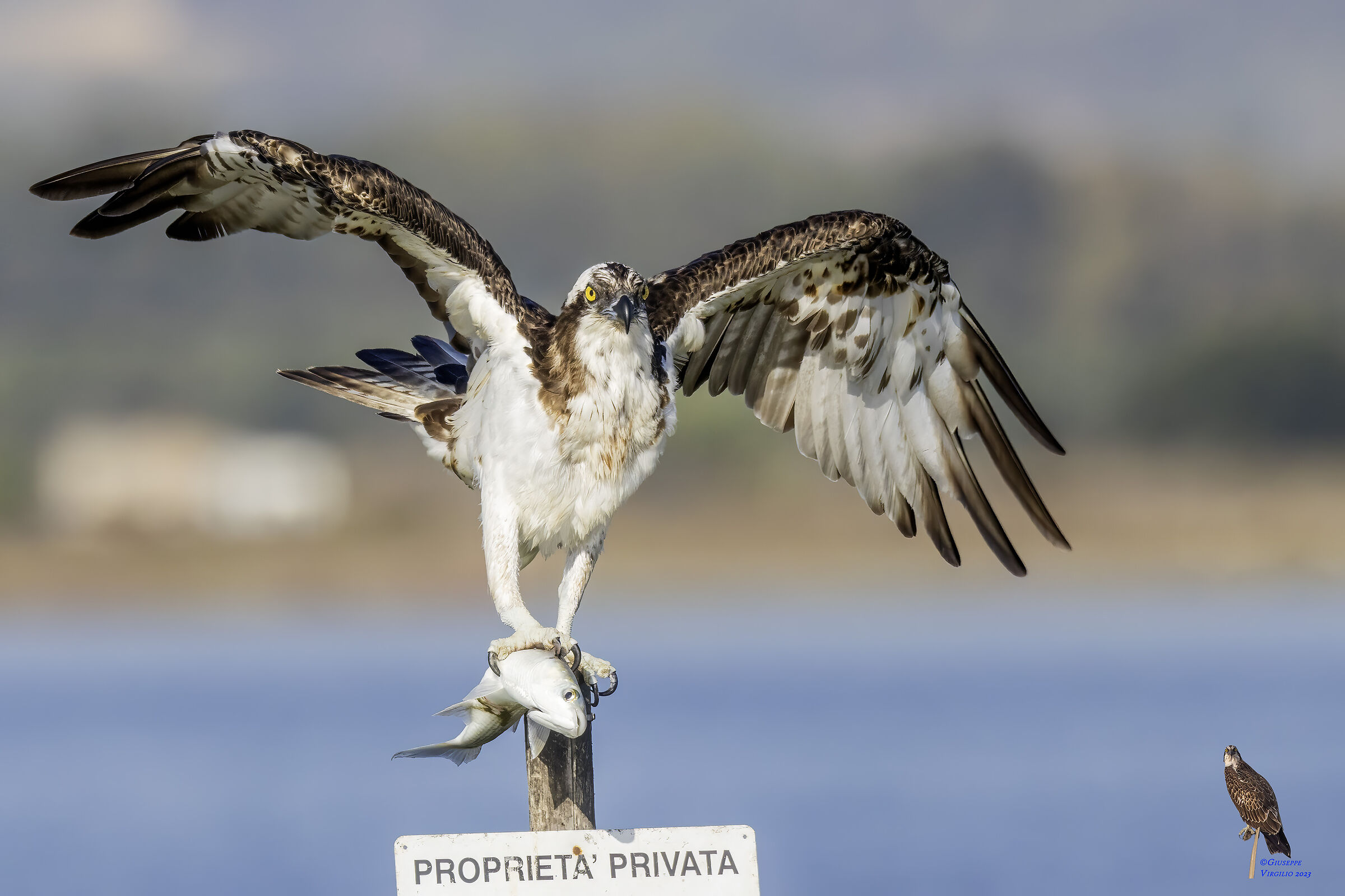 Osprey (Sardinia ) 2023
