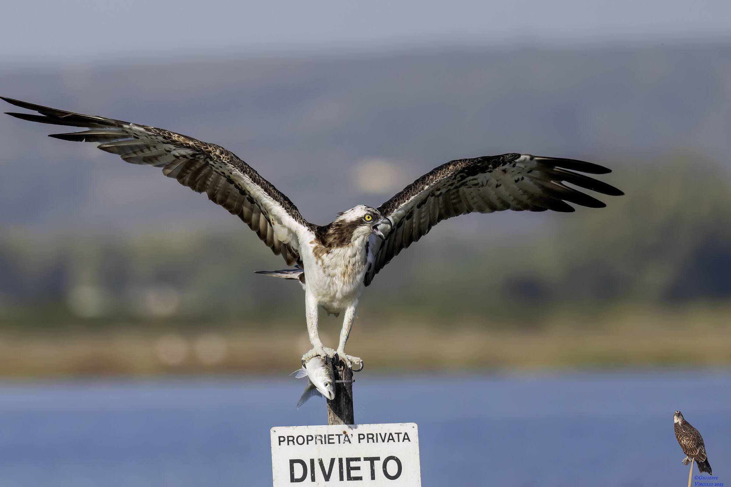 Osprey (Sardinia ) 2023