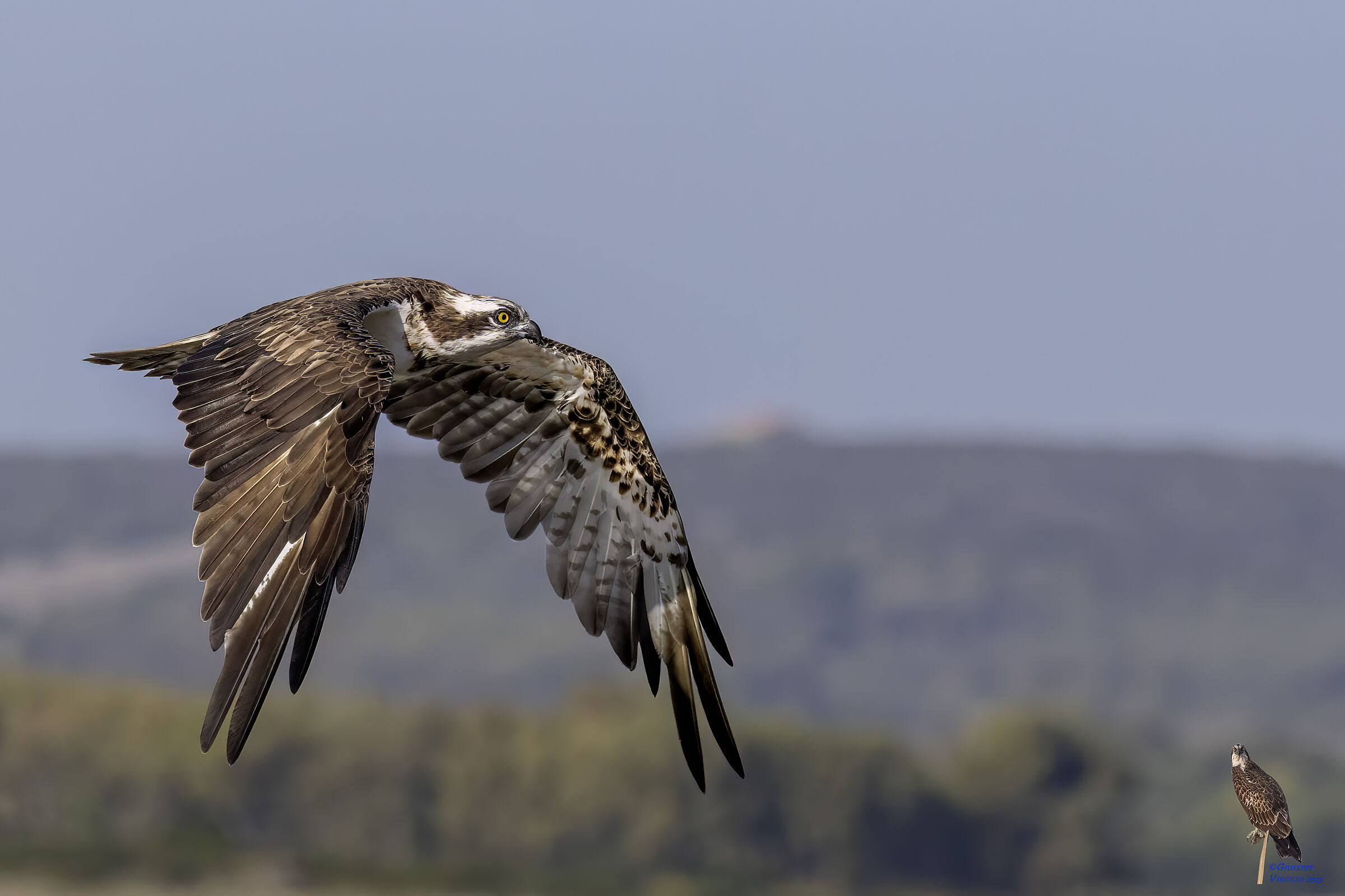 Osprey (Sardinia ) 2023