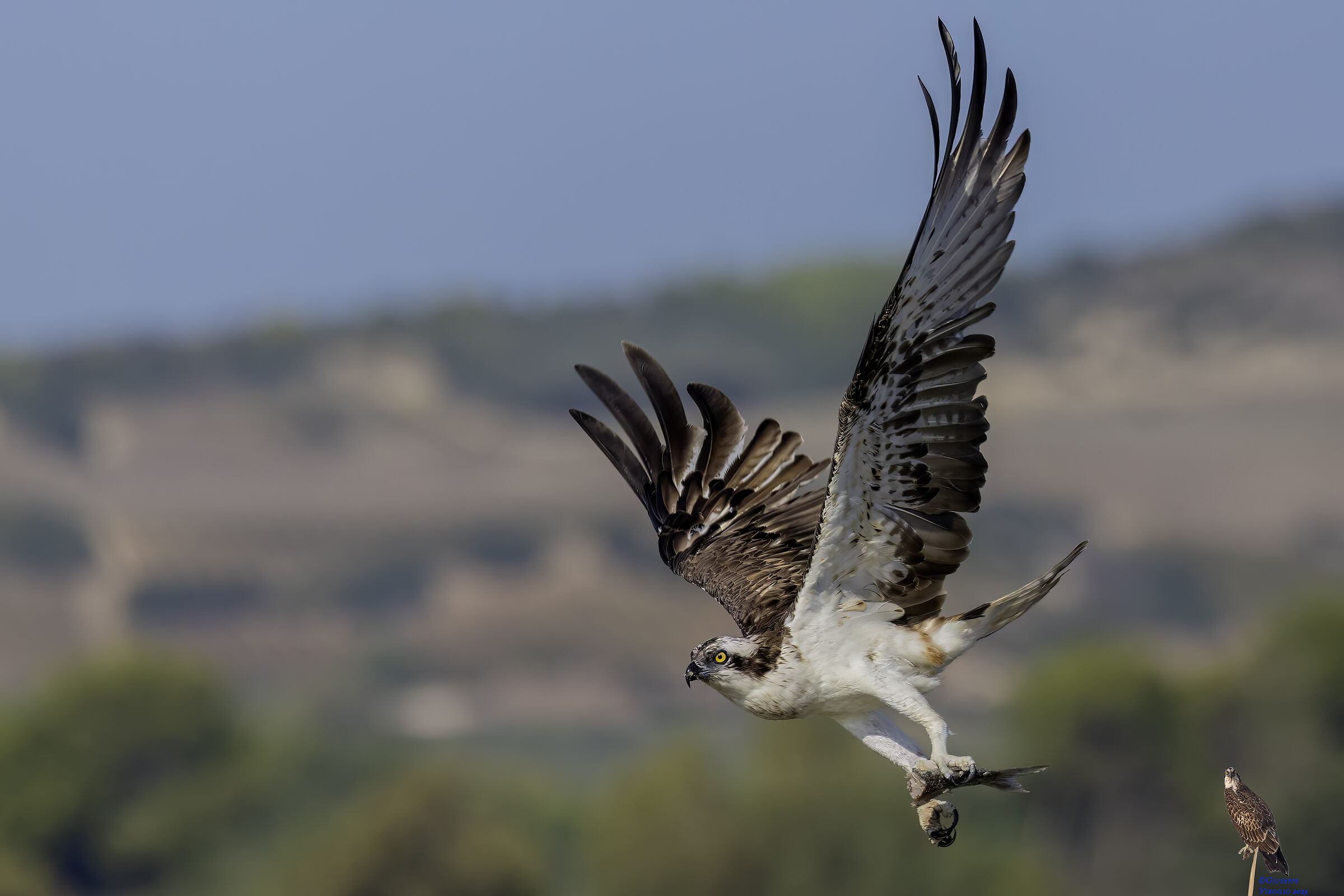 Osprey (Sardinia ) 2023