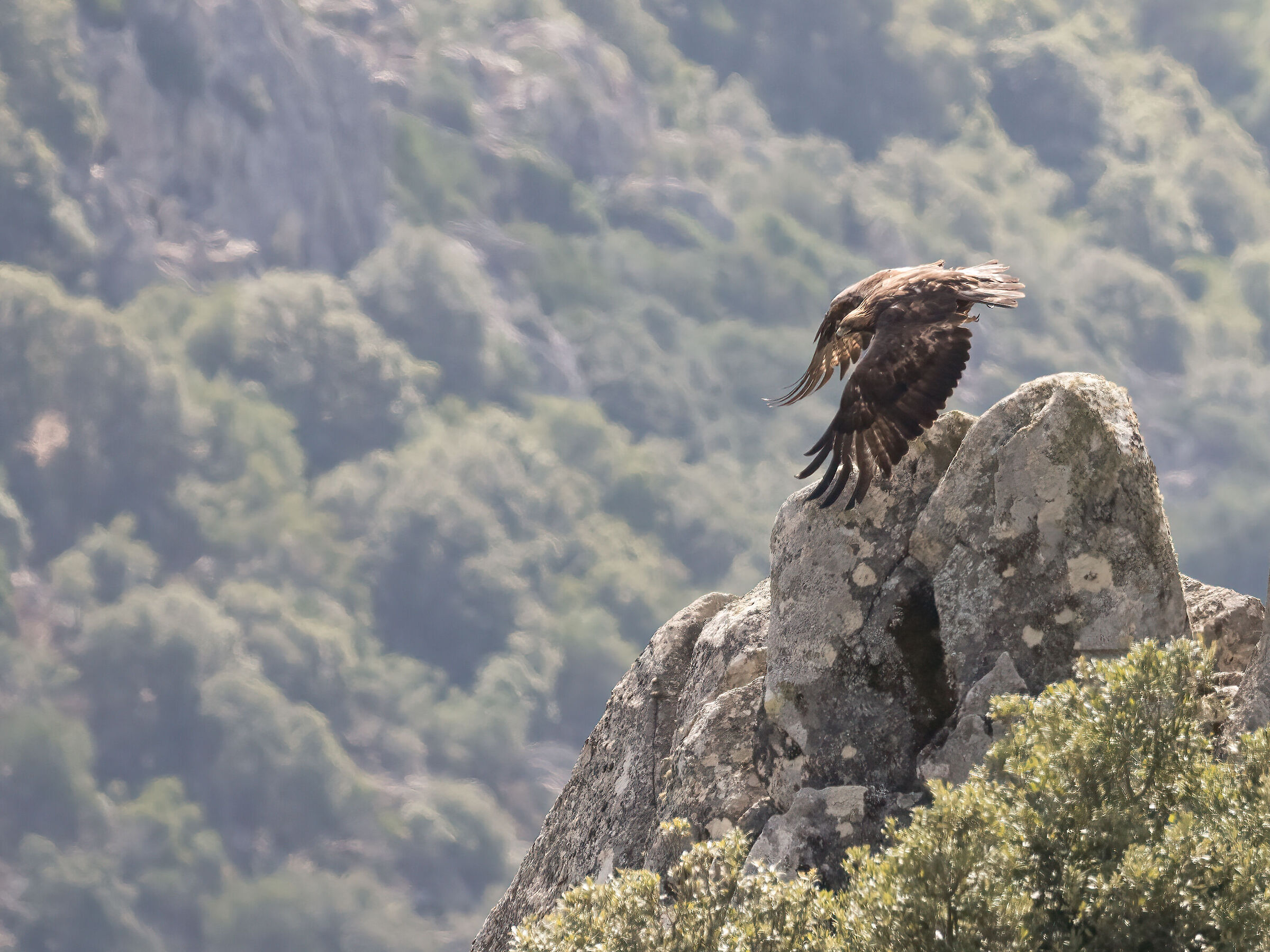 Golden Eagle Sardinia