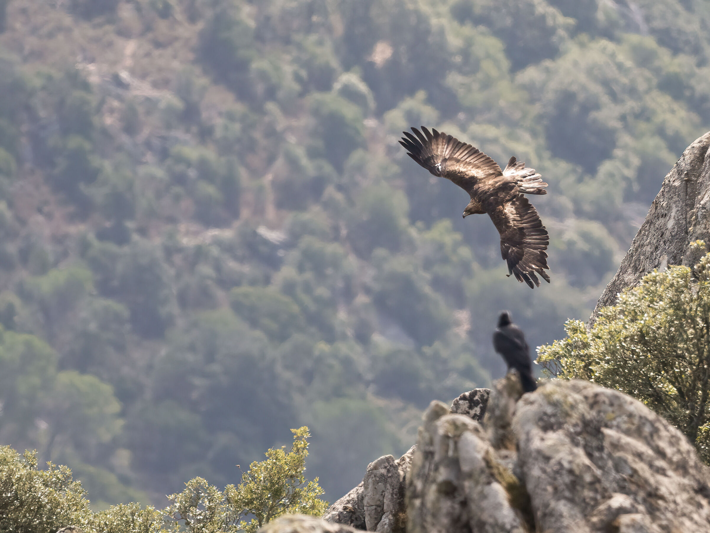 Golden Eagle Sardinia
