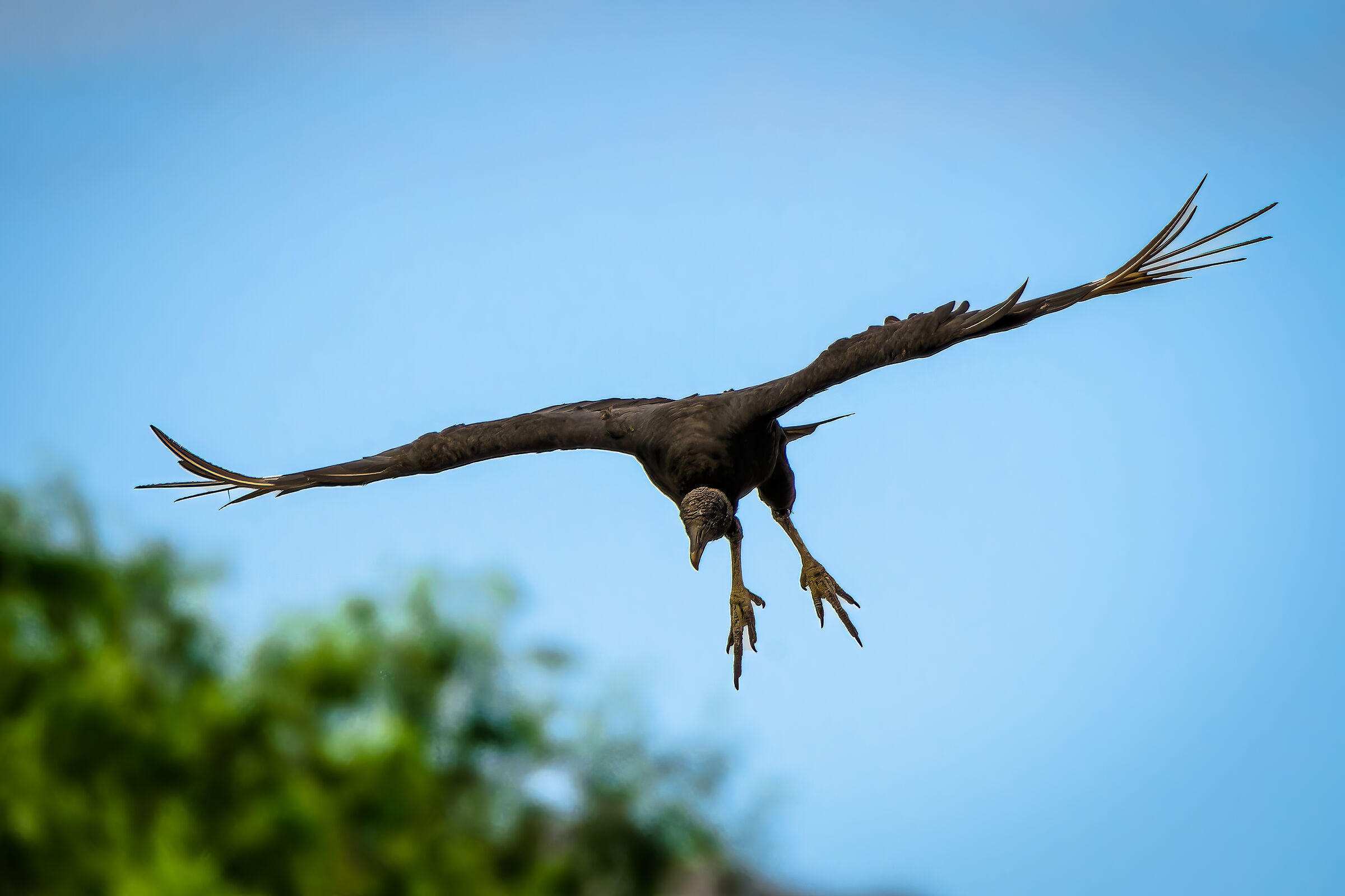 Black-headed Vulture (Argentina)