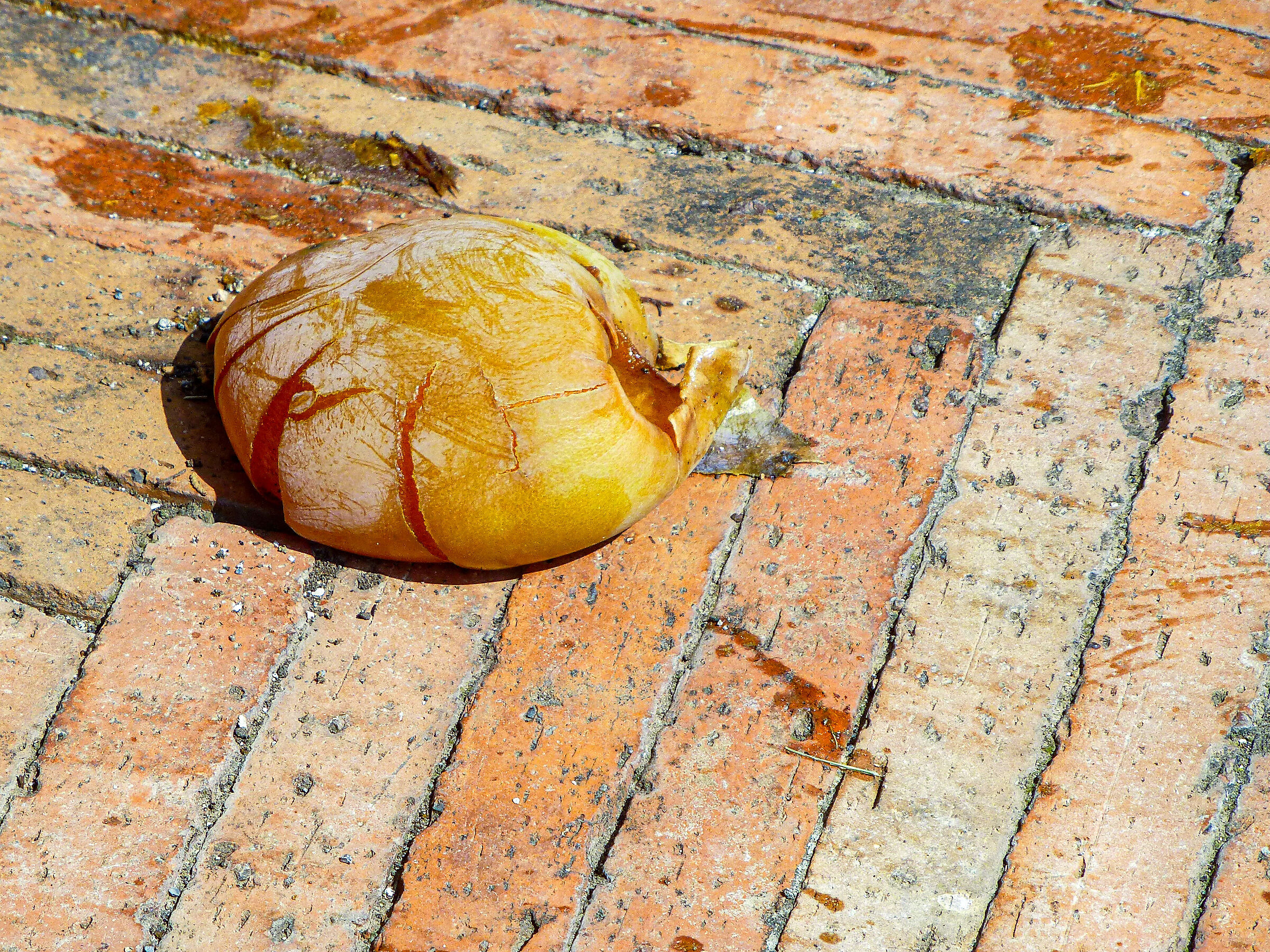 So riconoscere un tipo "maturo"...  Fotocamera v-l...