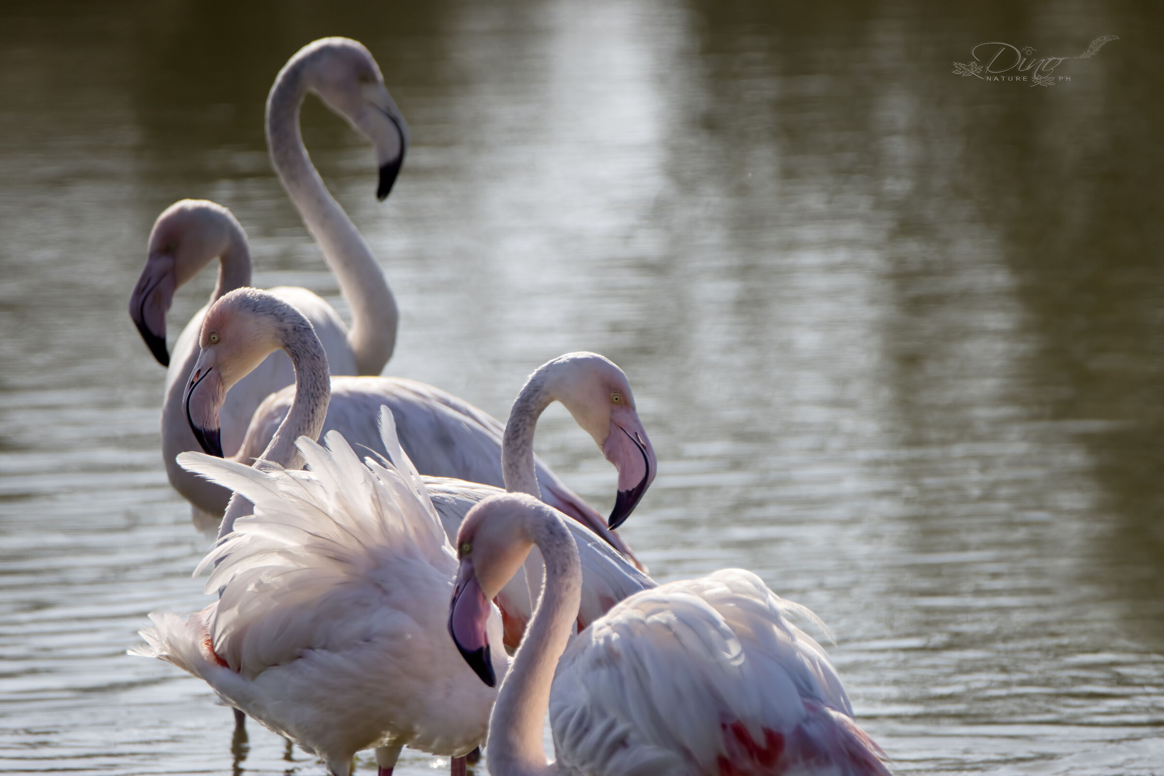 Flamingos posing
