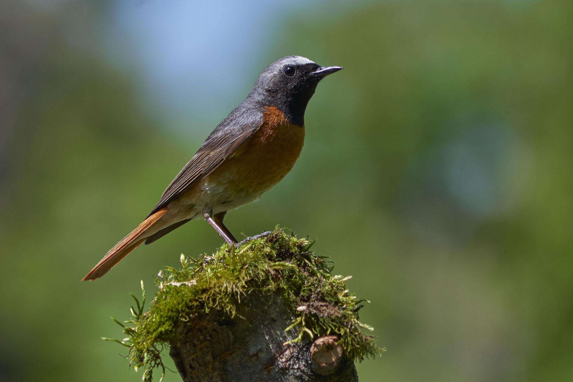 Common Redstart  (Phoenicurus phoenicurus)