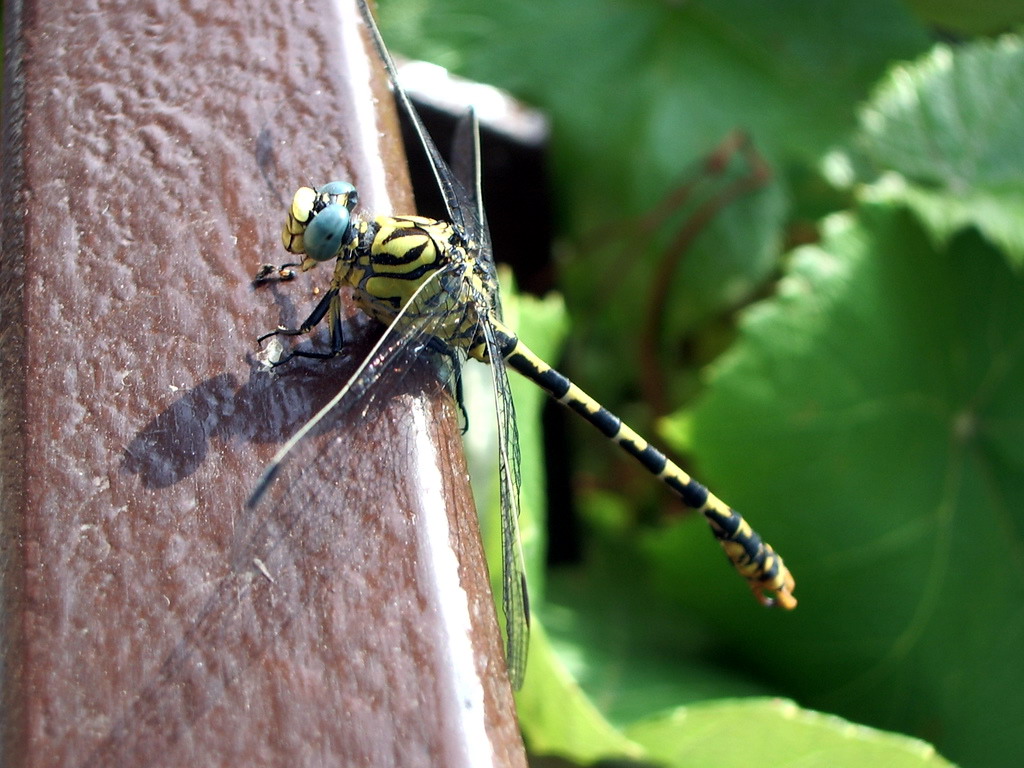 Libellula,Onychogomphus forcipatus