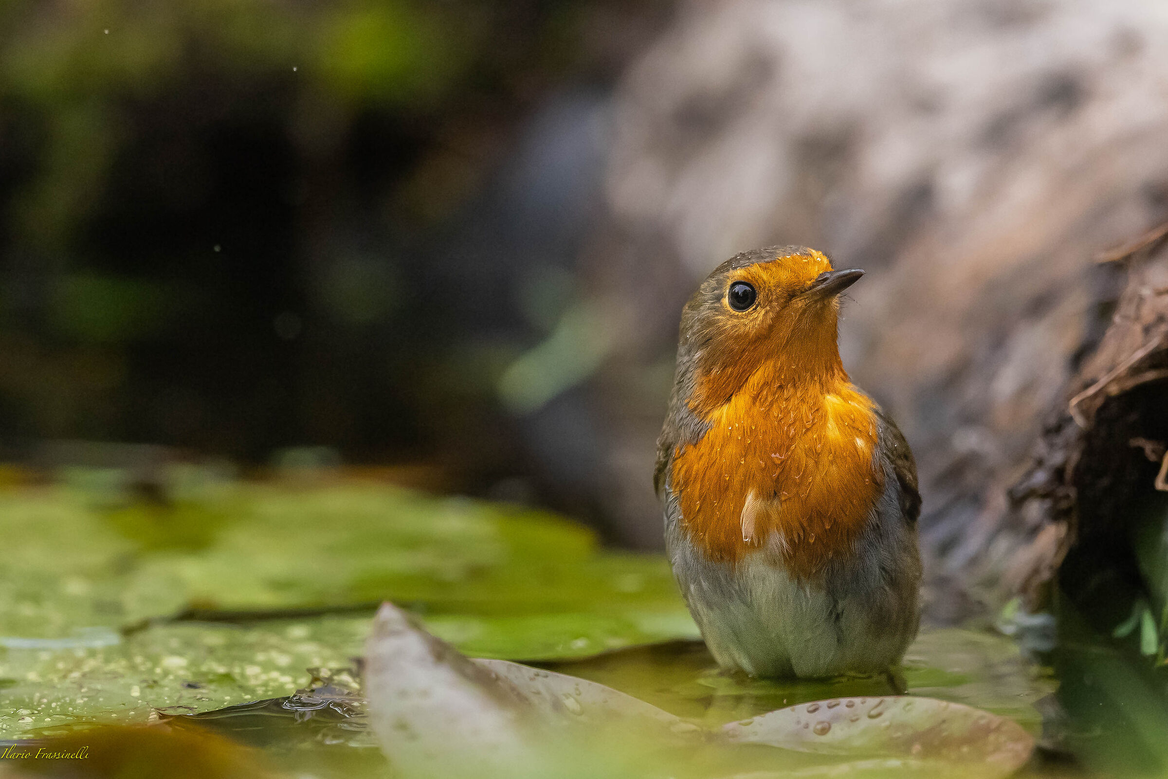 Pettirosso a bagno sulle ninfee