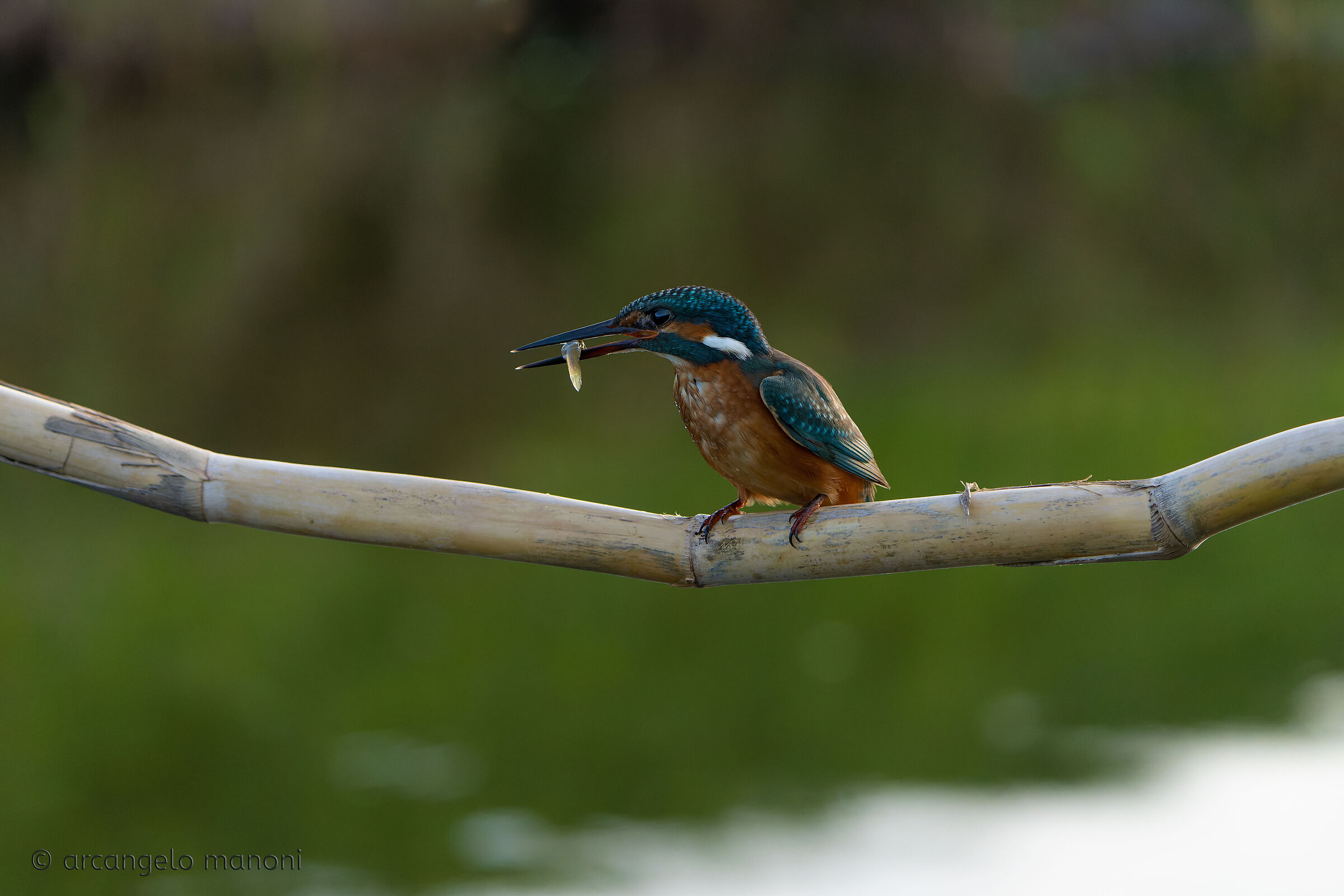 Cena alle cinque della sera