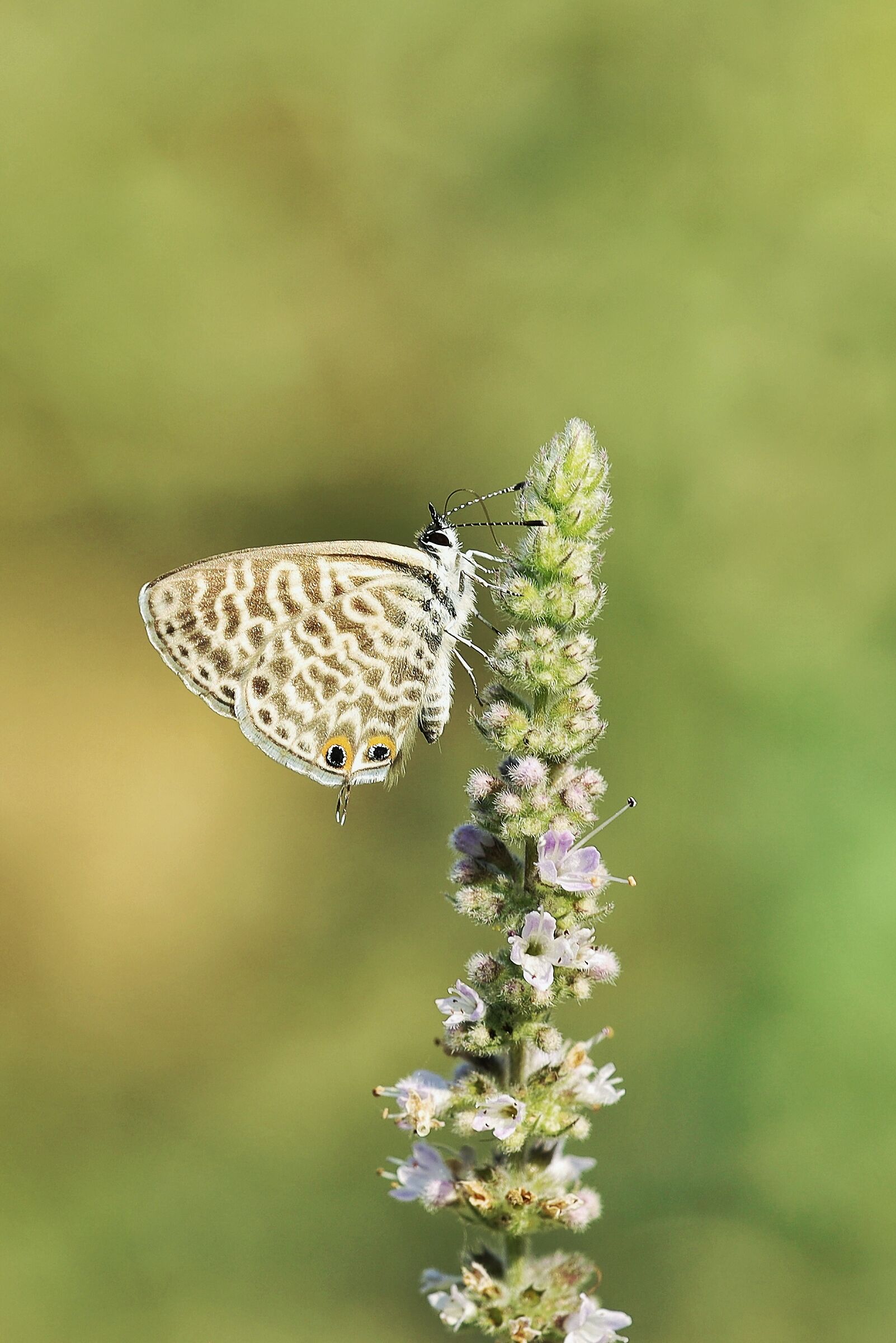 Leptotes pirithous