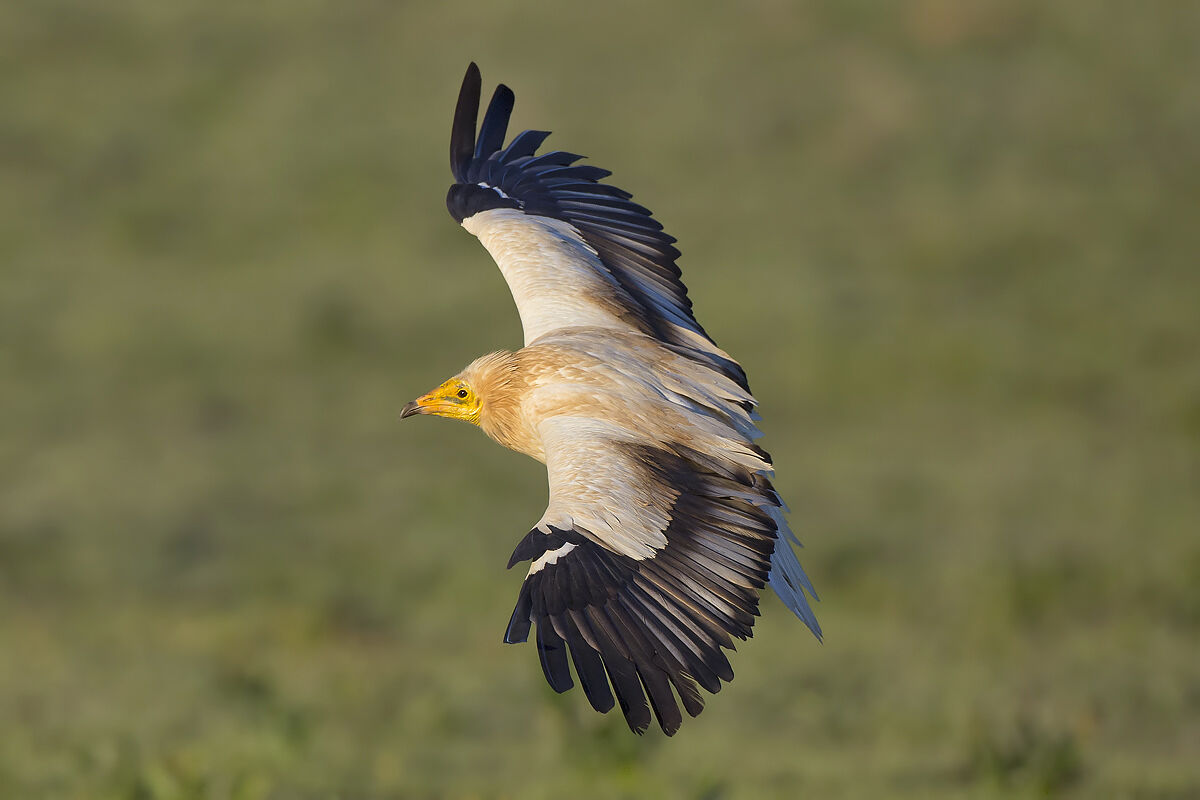 White scavenger vulture