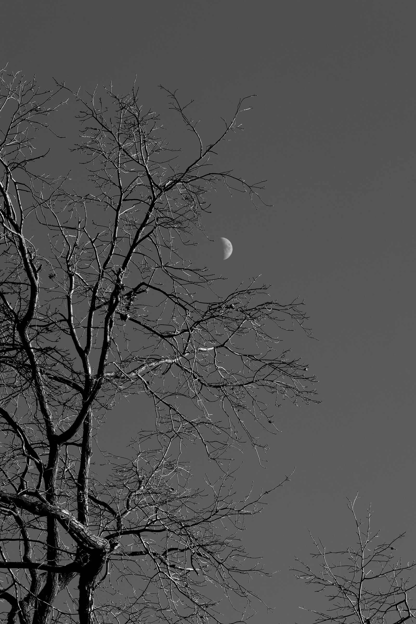 First Lights