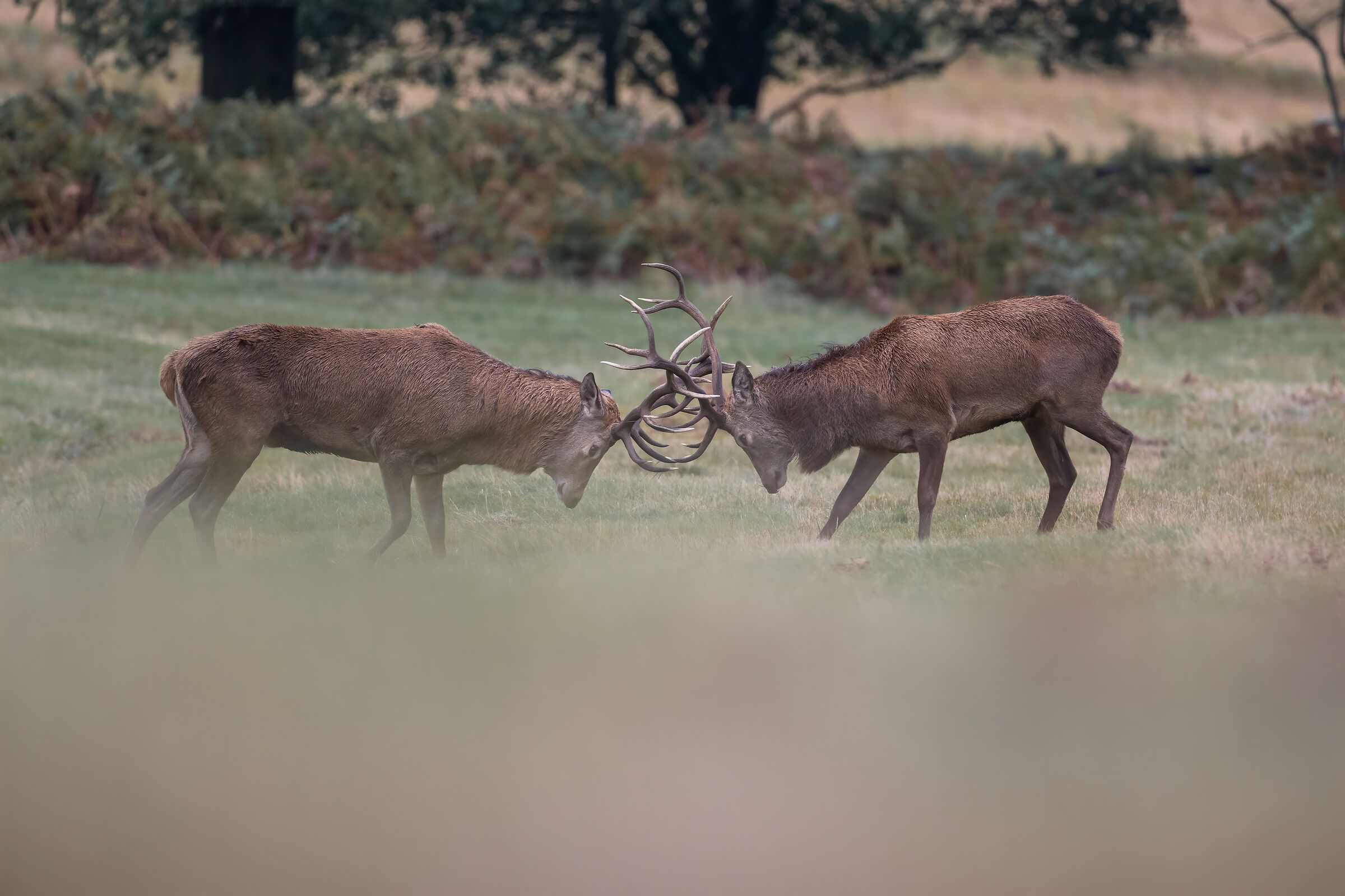 Red deer (Cervus elaphus) sparring