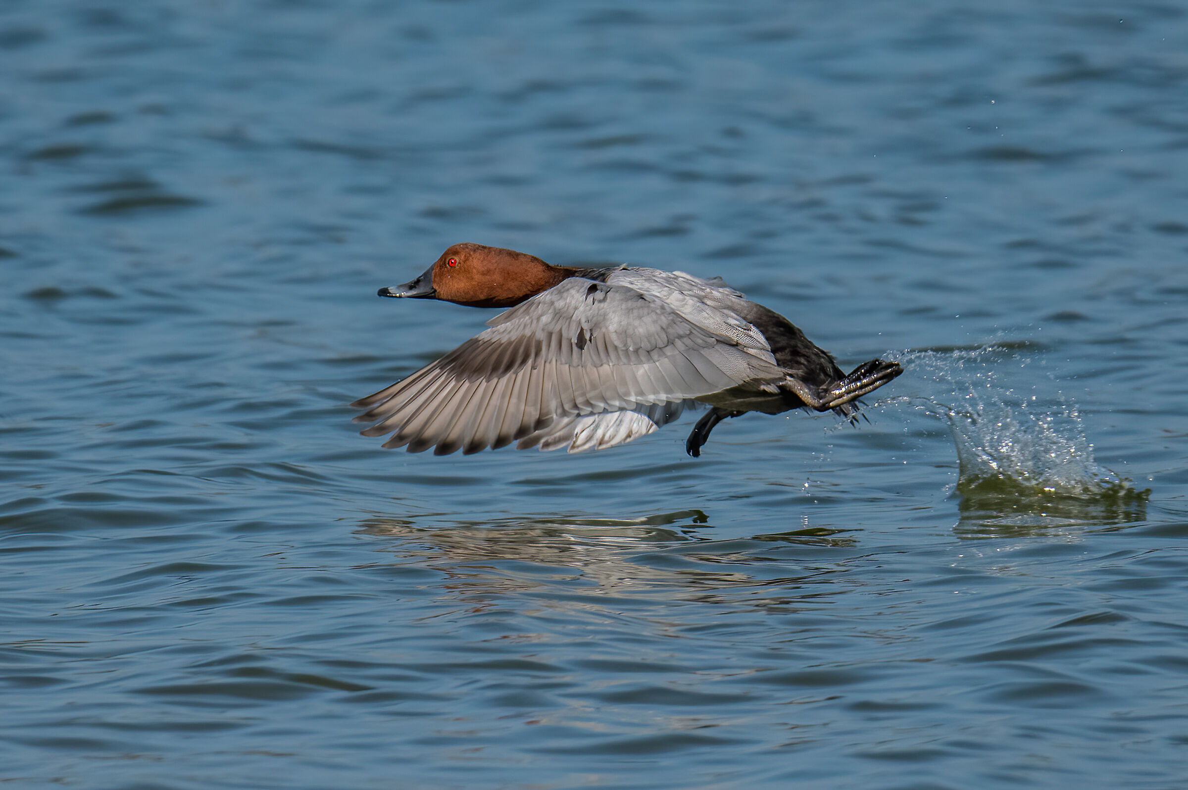 Moriglione(Aythya ferina)