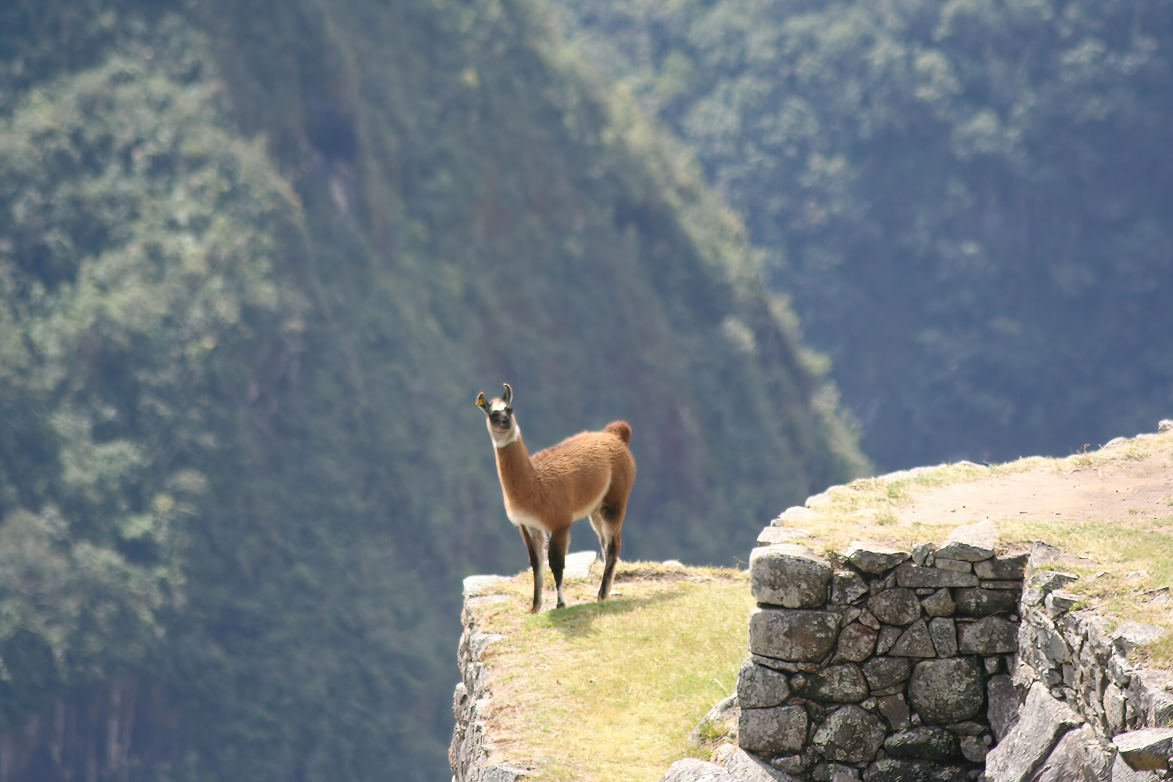 Il guardiano degli Inca