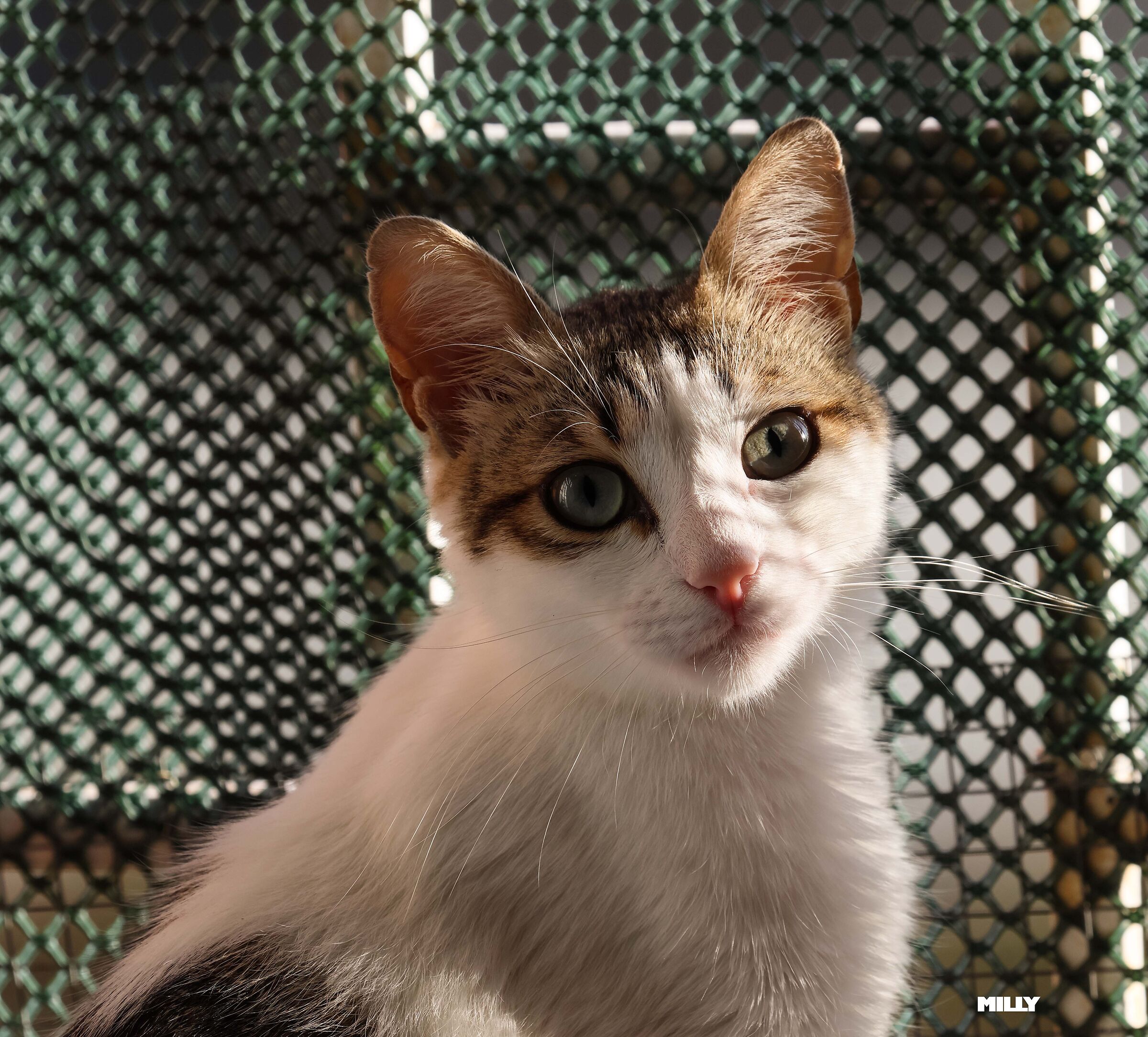 Milly ( la trovatella) 7/6/2023 - 1/3/2024