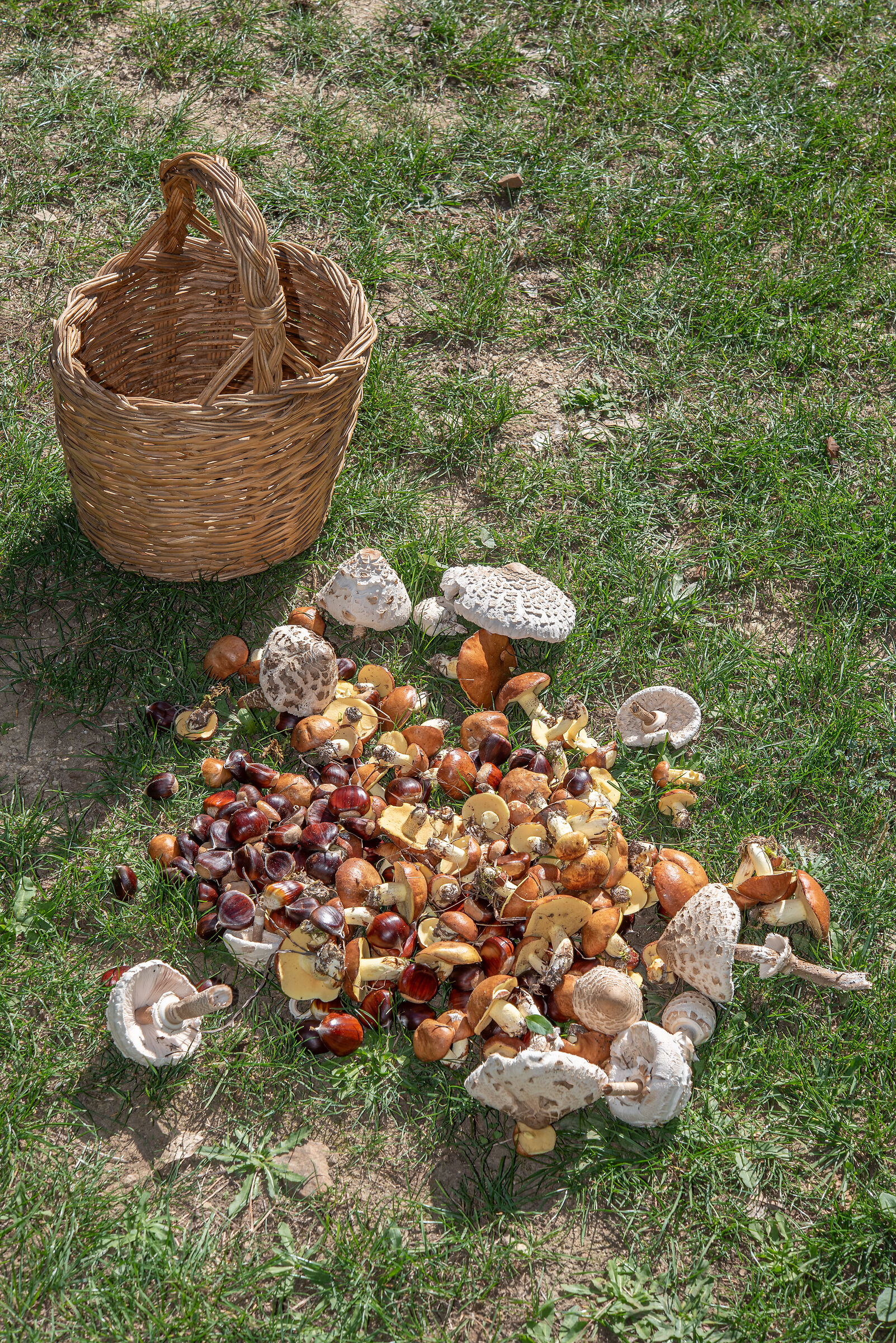 Macrolepiota procura and Suillus granulatus
