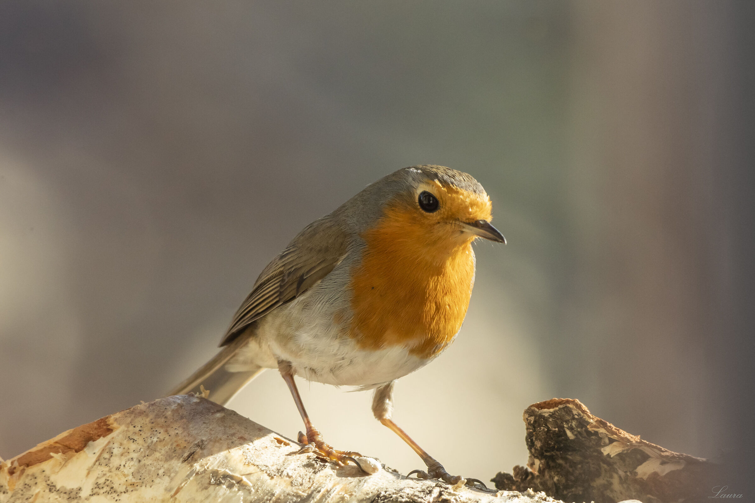 Robin