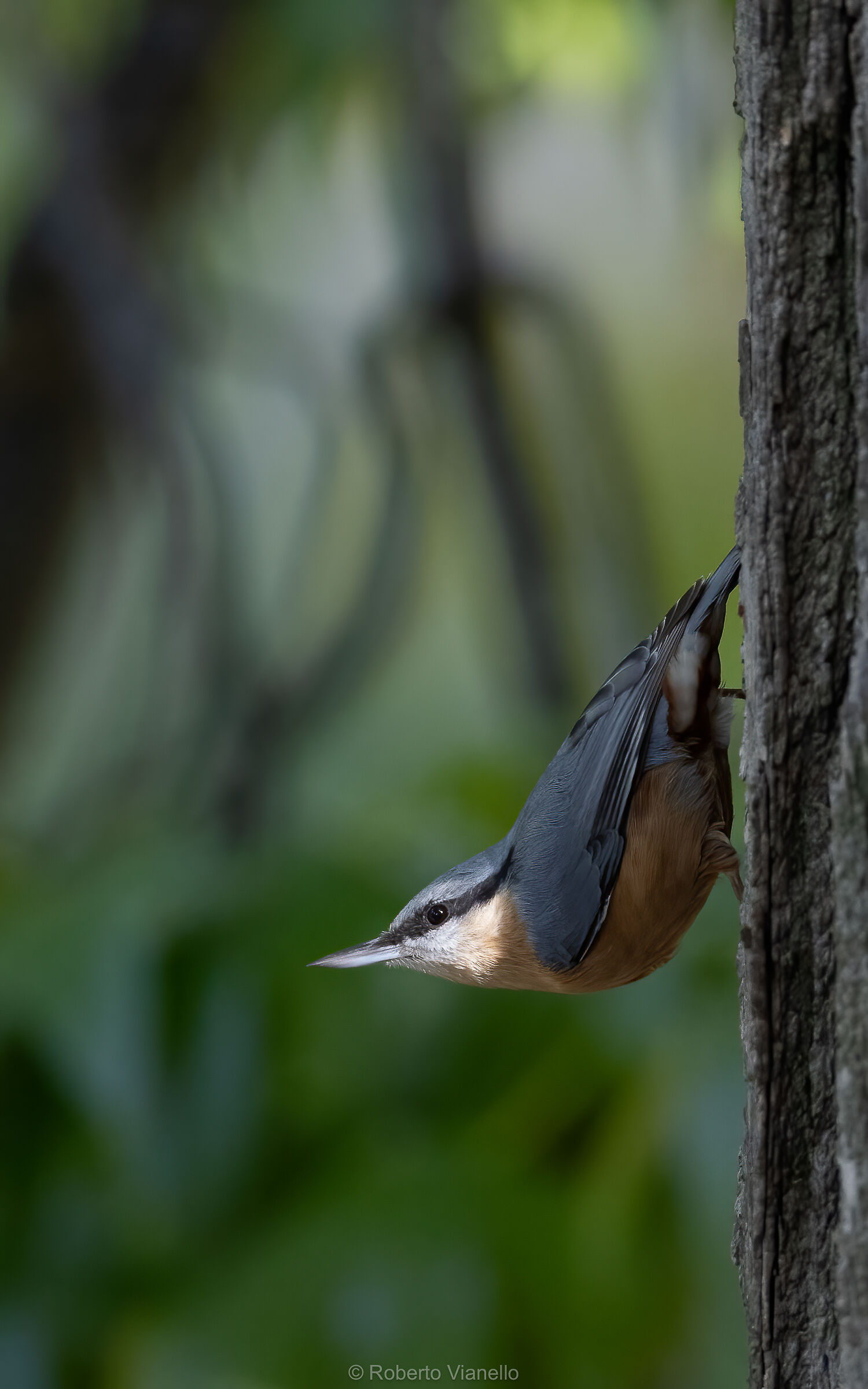 Picchio muratore (Sitta europaea)