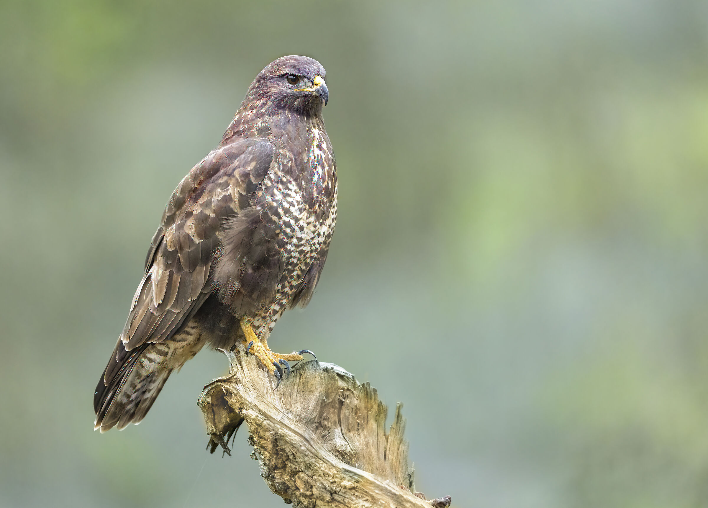 l'autunno della poiana