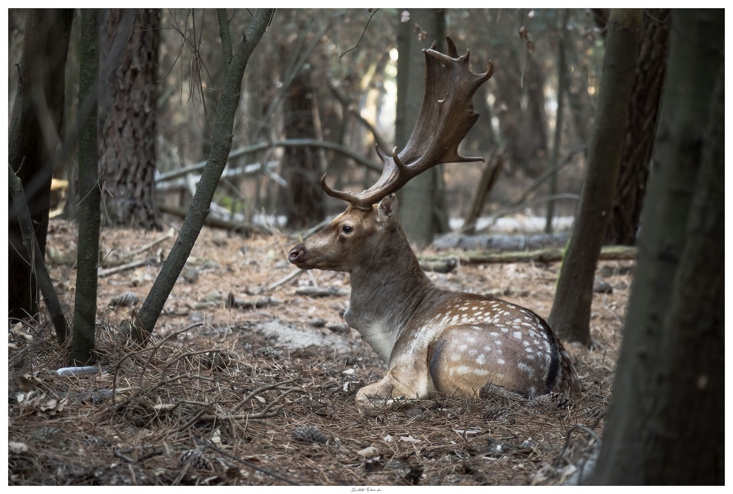 Fallow deer at rest (natural environment no zoo)