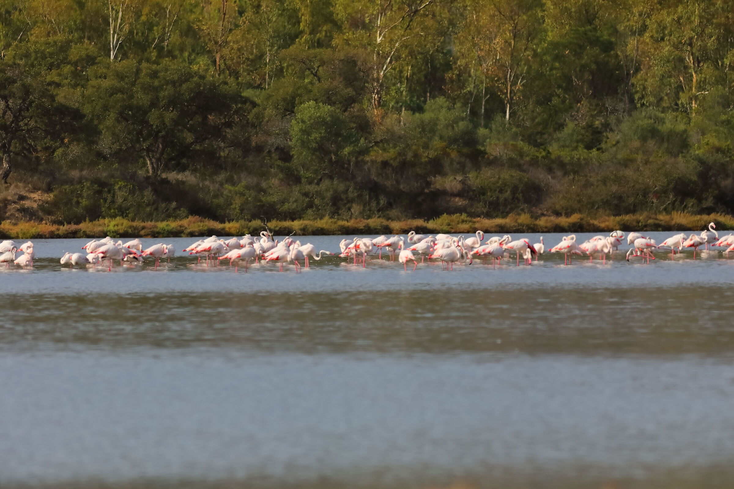 Fenicotteri 19-09-2023