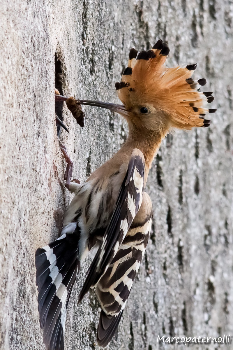 hoopoe and small