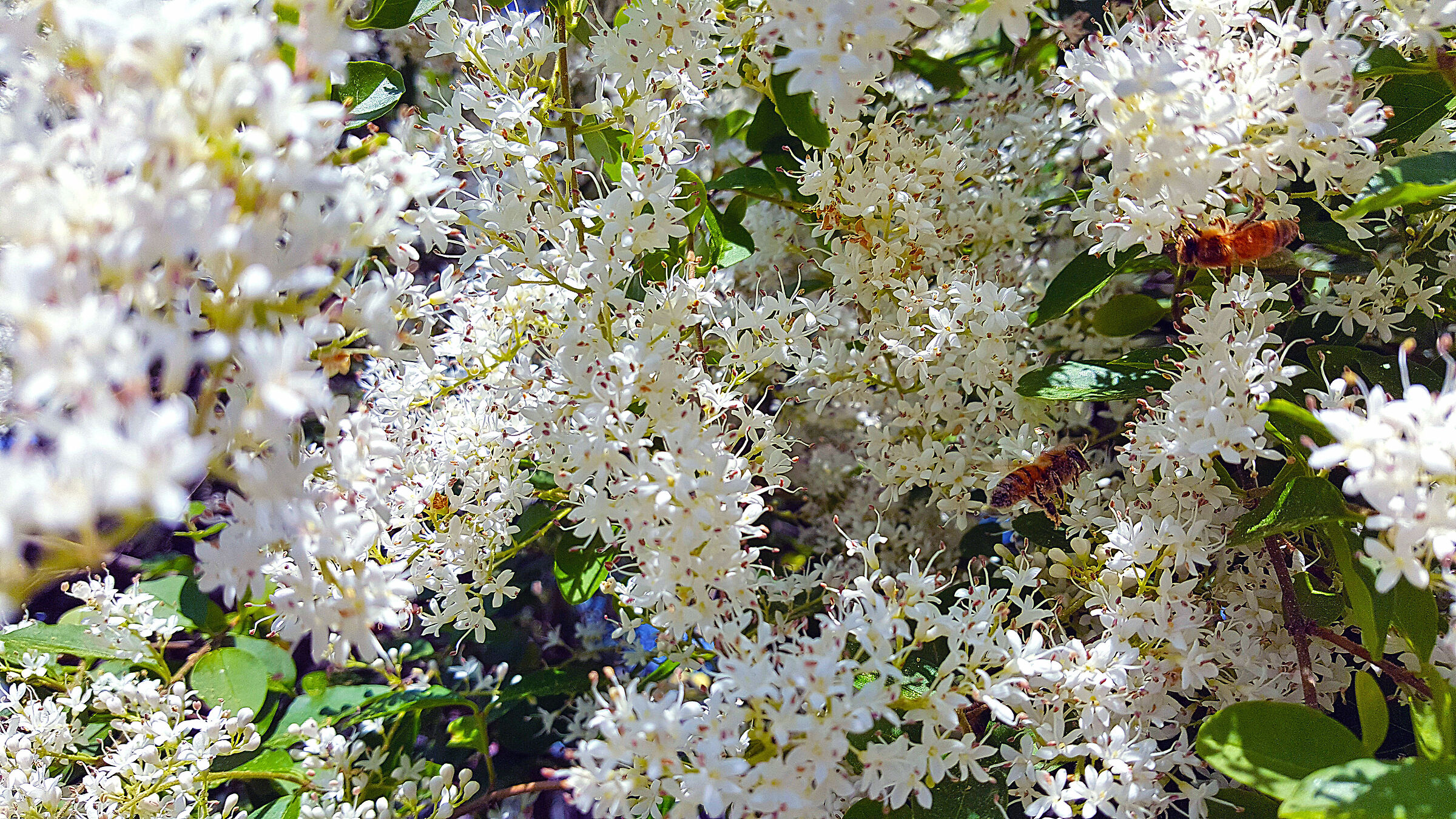 Spring