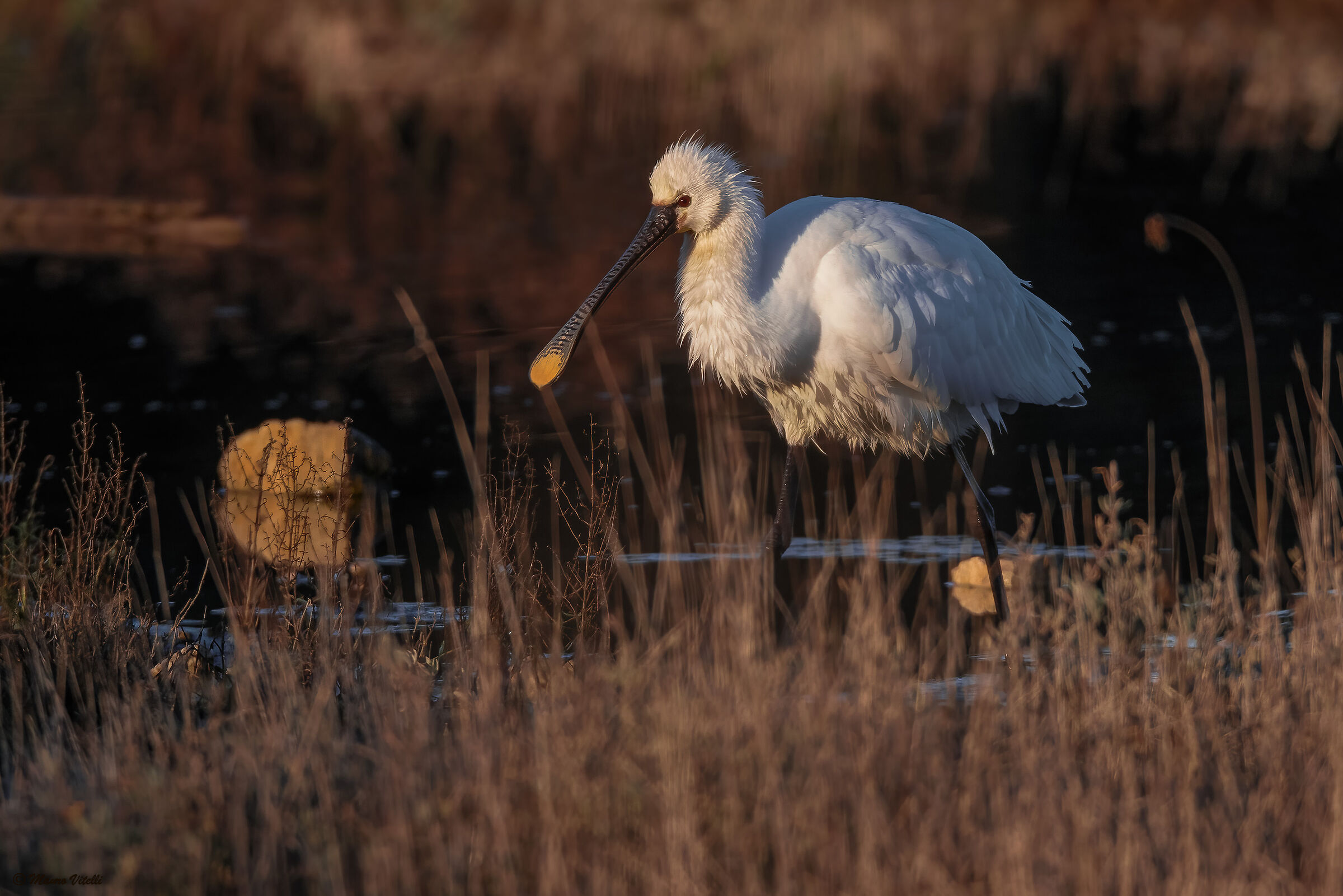 Spatula (Platalea leucorodia)