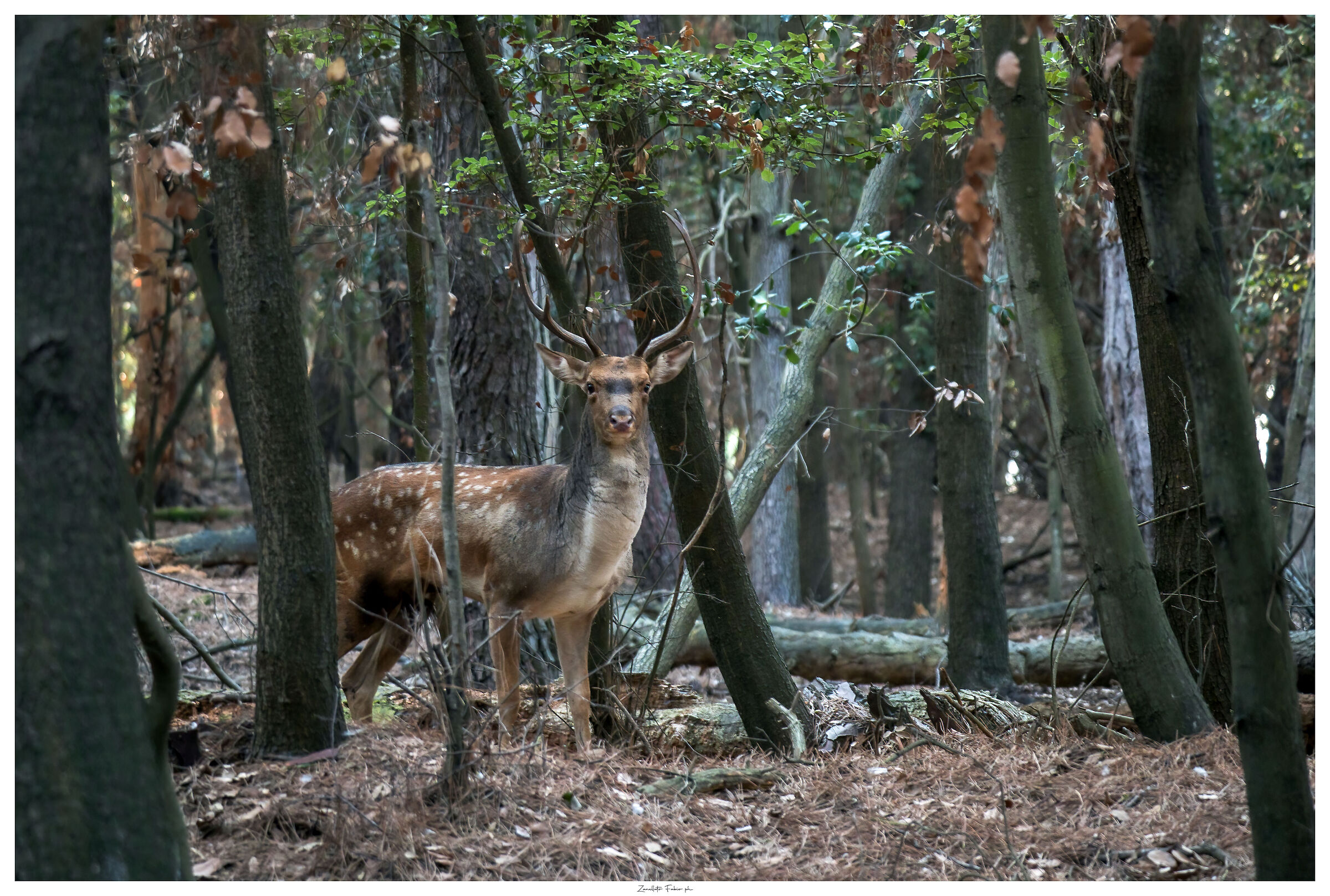 The Fallow Deer in his kingdom
