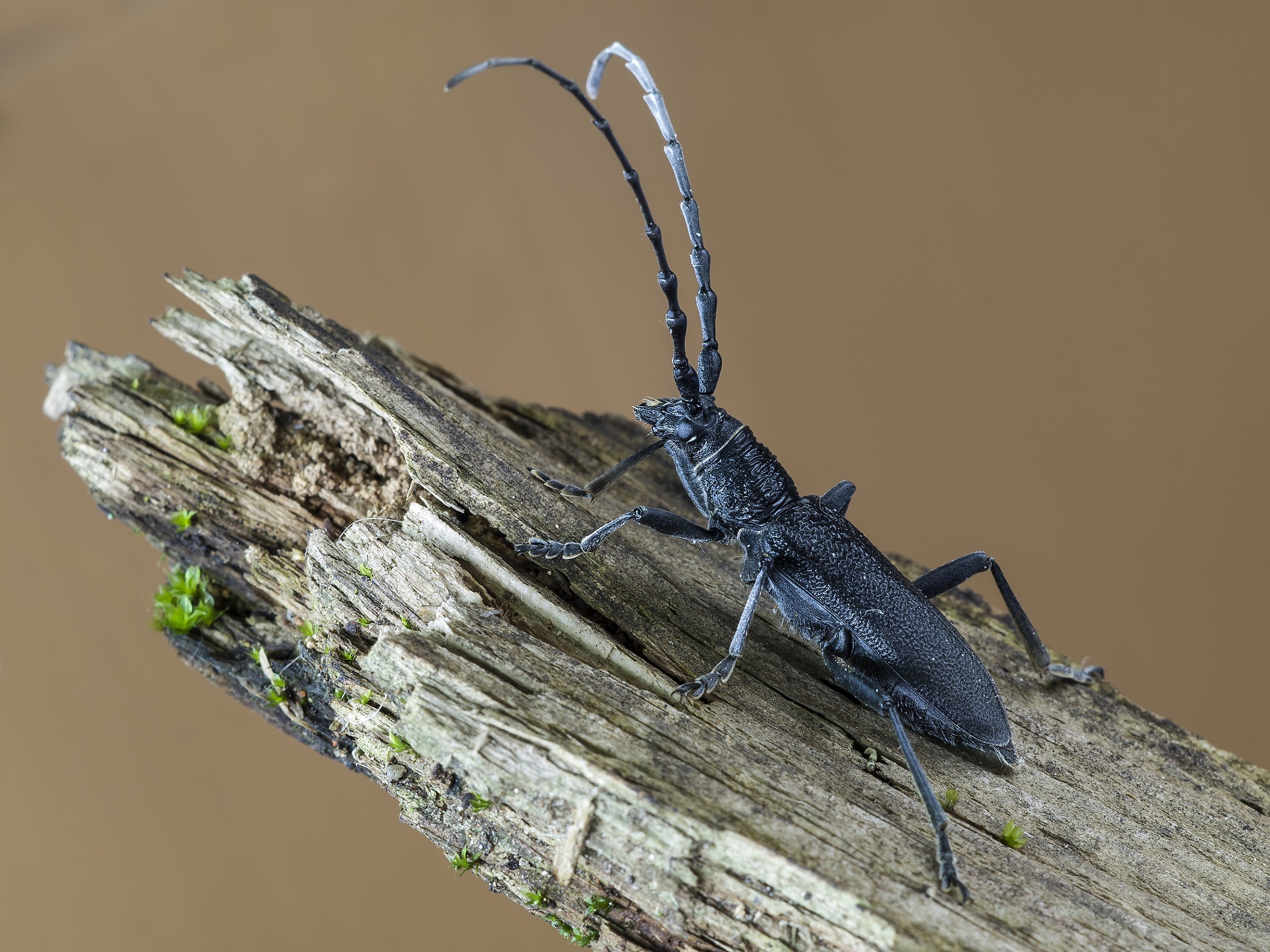 Cerambyx scopolii ssp. scopolii Fuessly, 1775