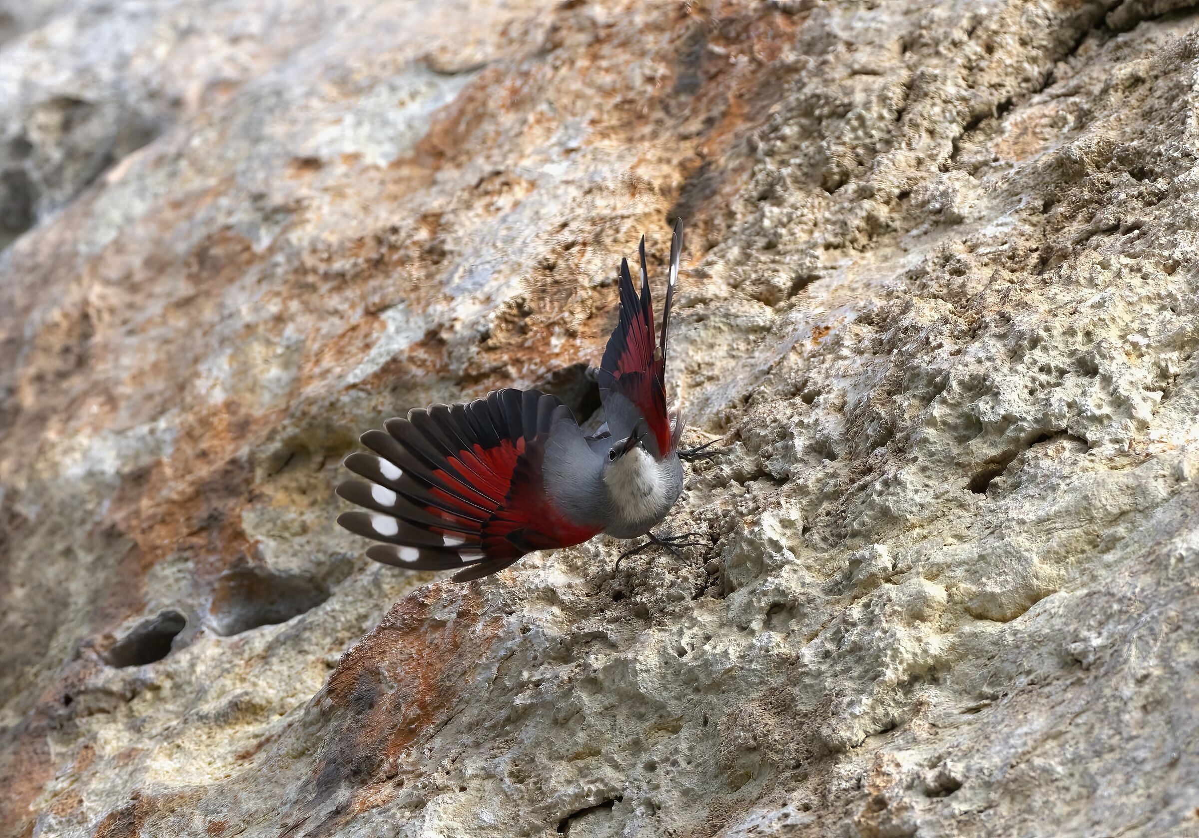 Wallcreeper