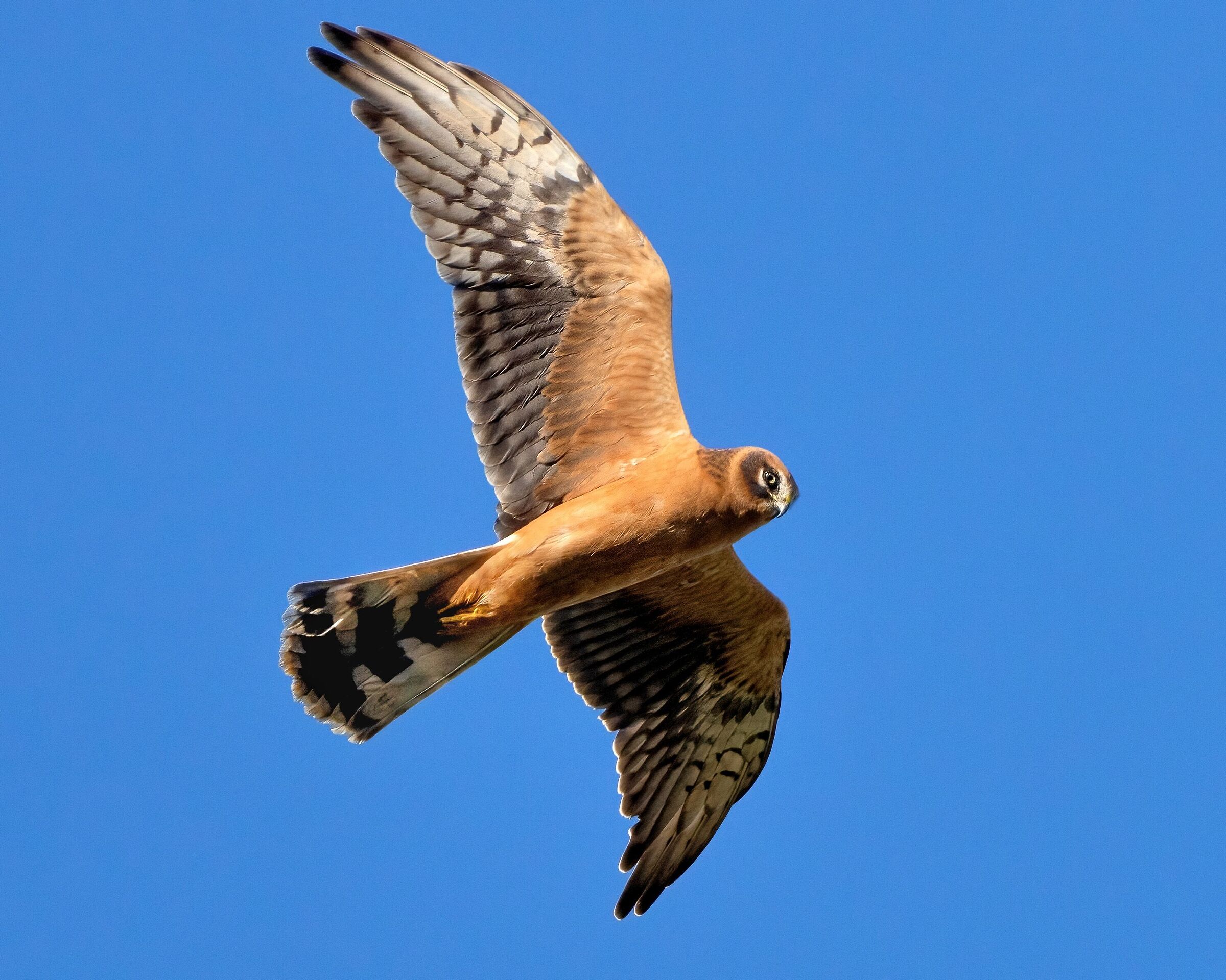 Pale harrier (Circus macrourus)