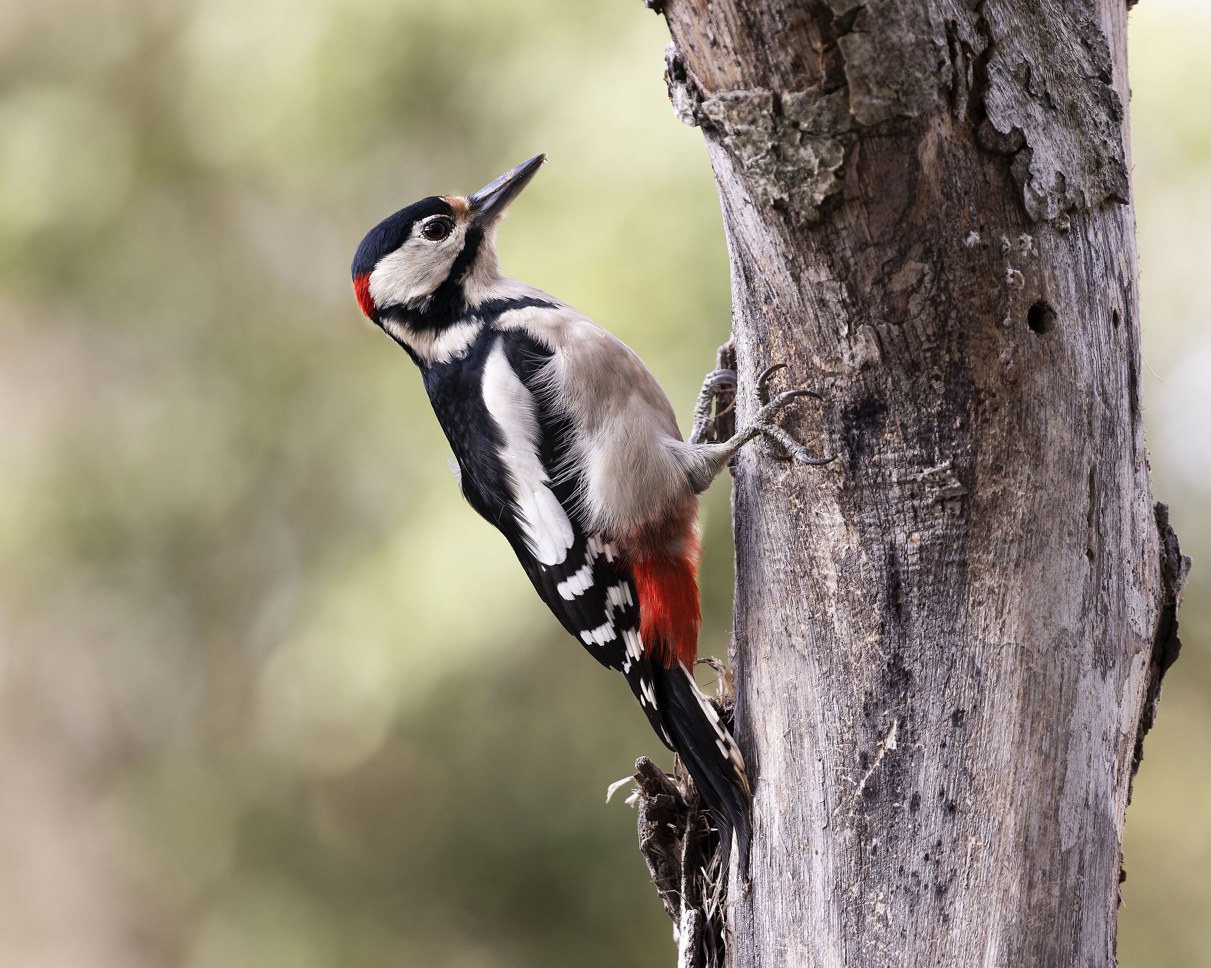 Picchio rosso maggiore